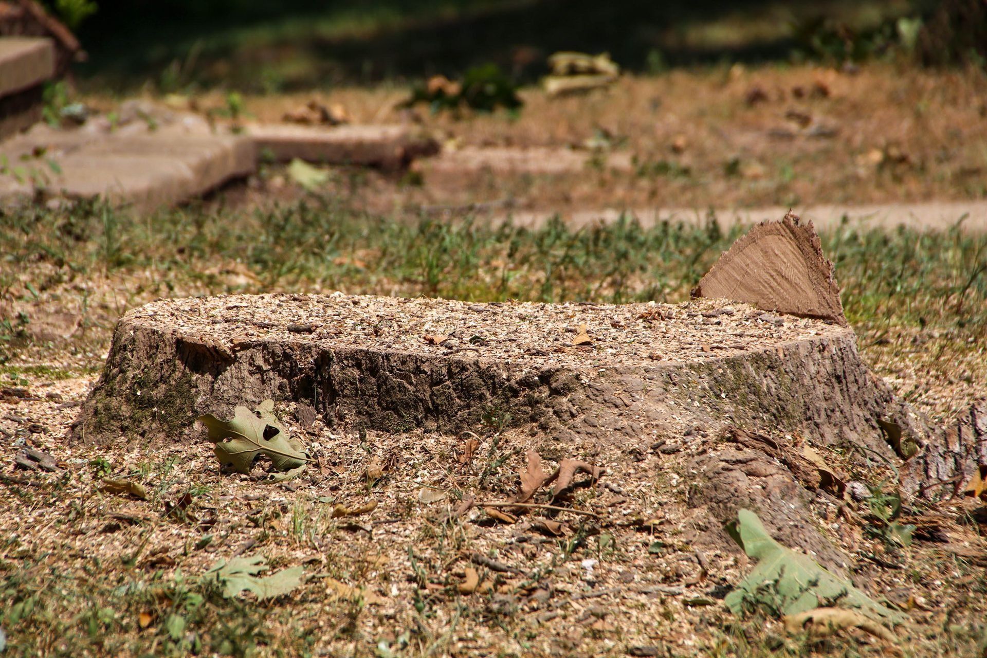 Tree stump covered in wood shavings, in a grassy yard.