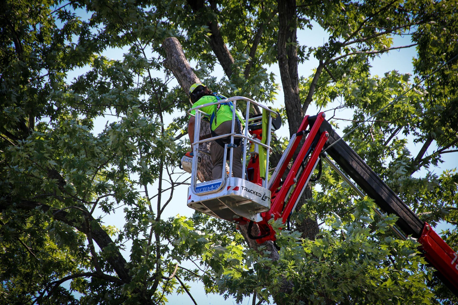 Tree worker in a lift trimming branches from a large tree.