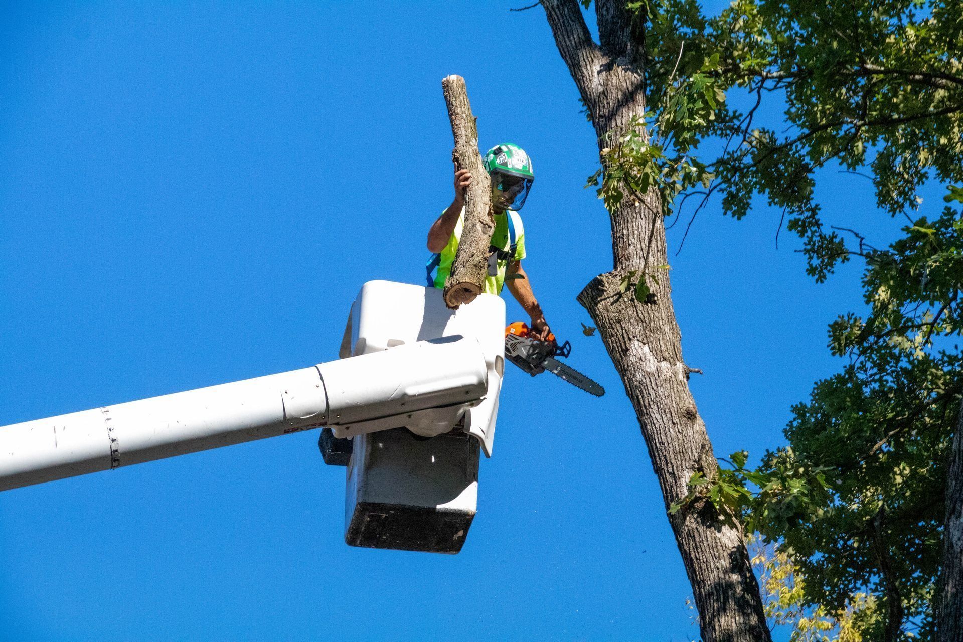 Tree worker in bucket truck trimming tree with chainsaw against a clear blue sky.