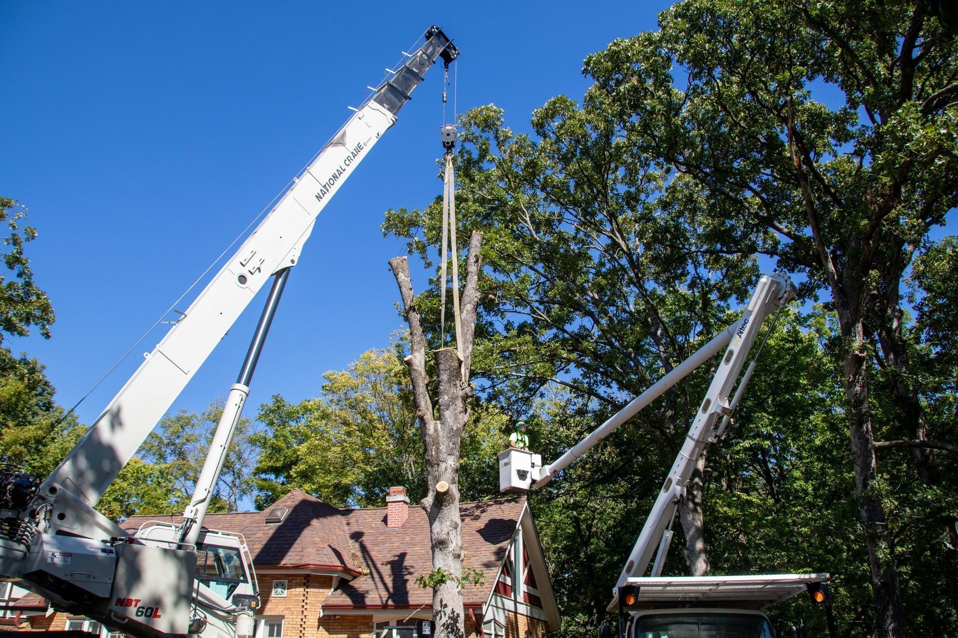 Cranes and lift trucks trimming a tall tree in front of a house, bright blue sky in background.