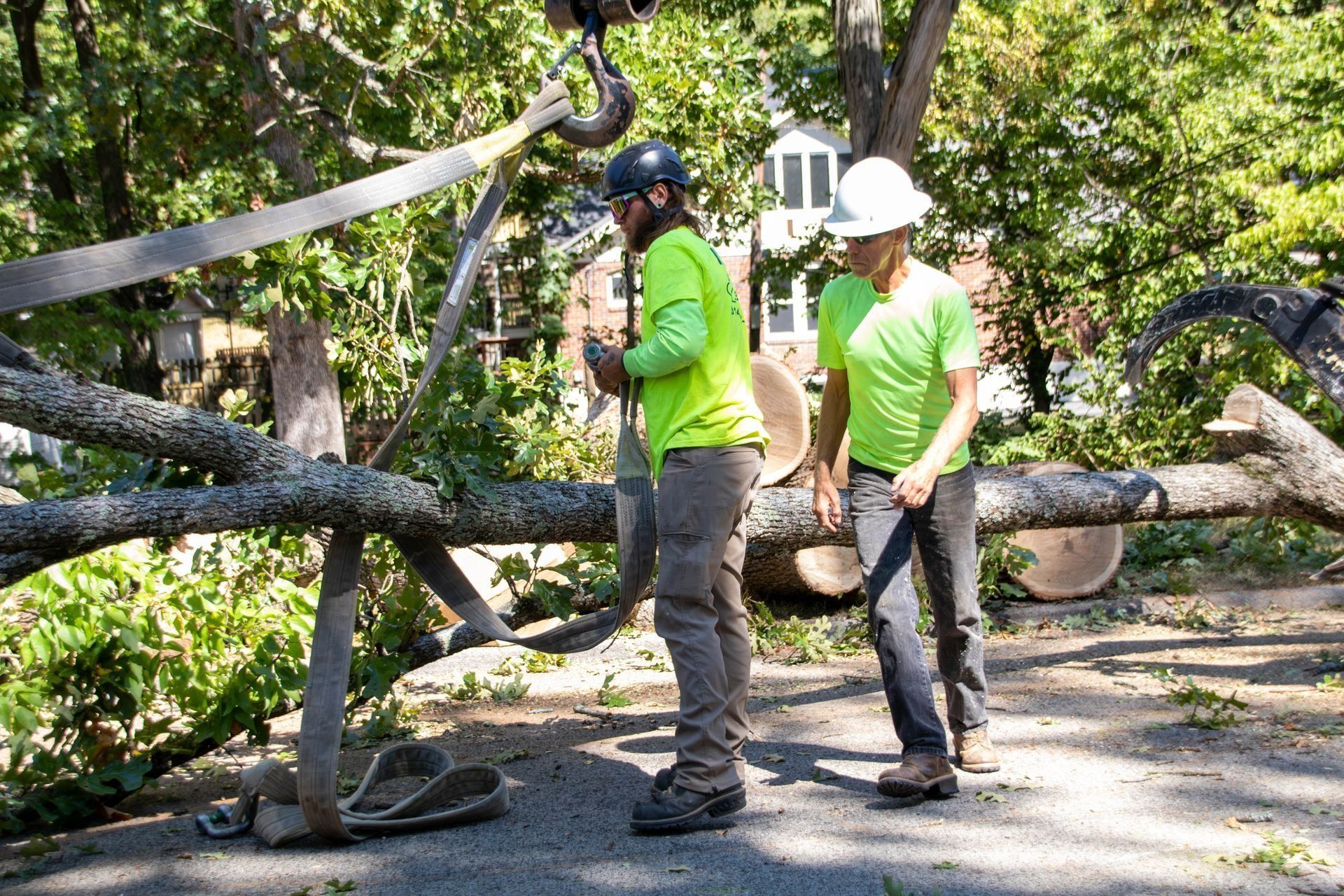 Tree service workers with gear lift a large tree branch outdoors.