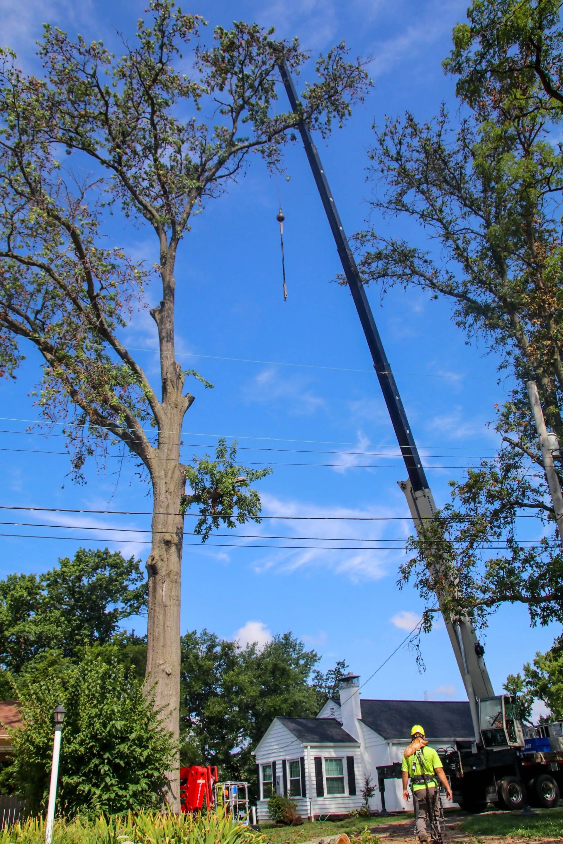 Crane trimming a tall tree near a house; worker watches. Blue sky overhead.