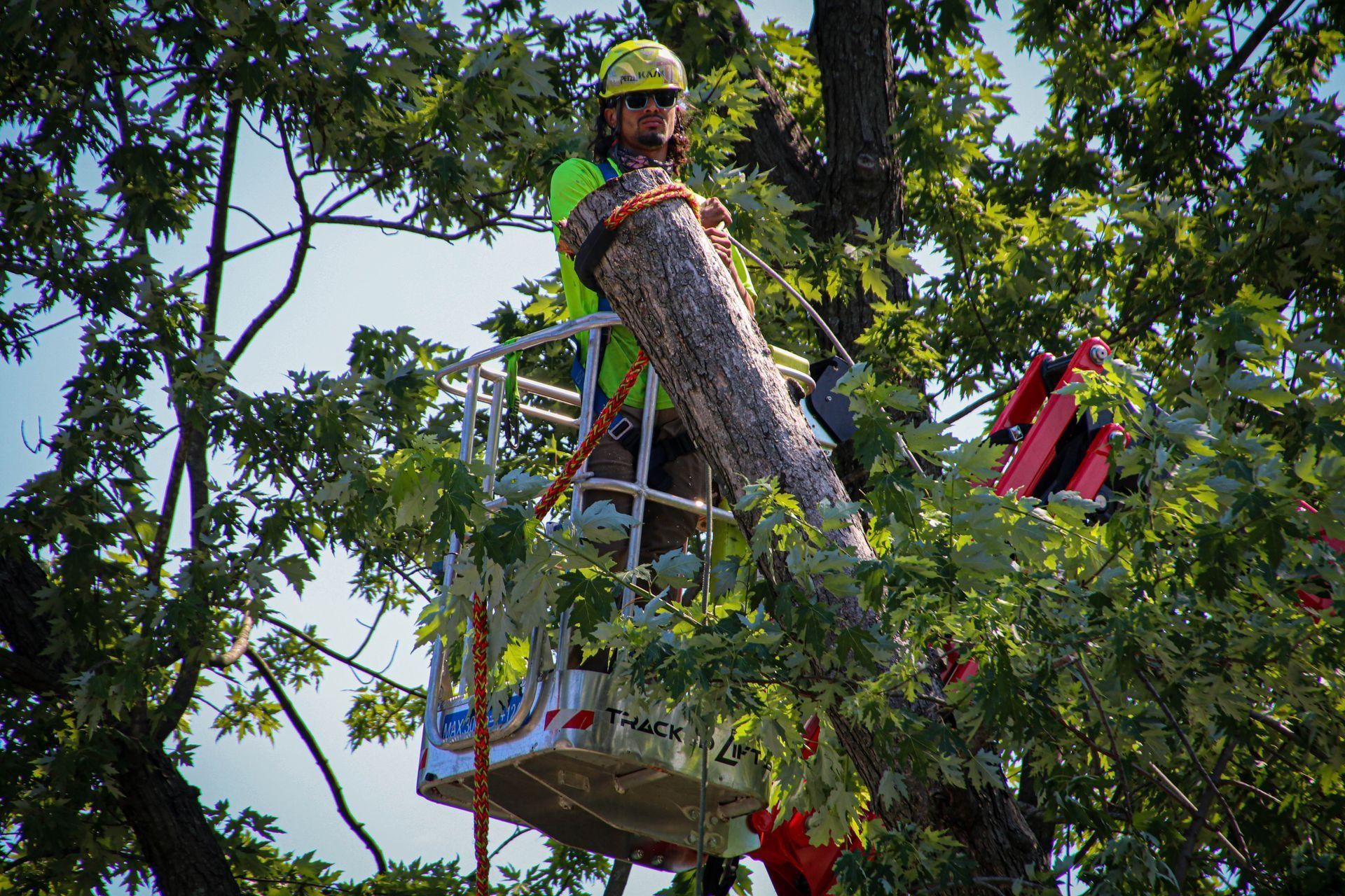 Arborist in lift bucket, cutting a tree branch. Green safety vest, helmet, branches and blue sky.