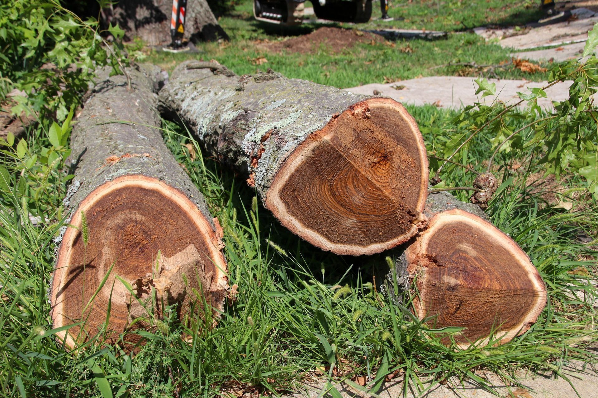 Cut tree logs on green grass, showing brown wood grain.