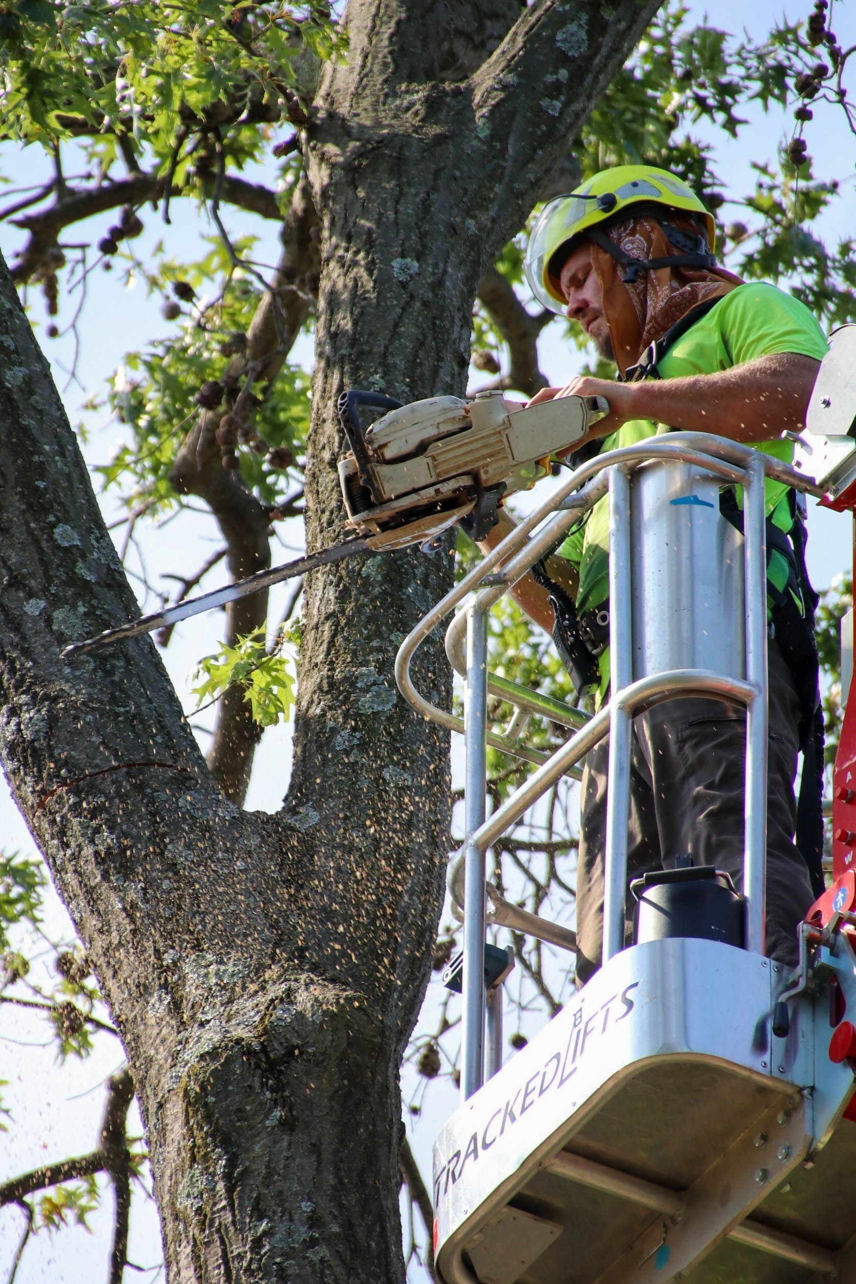 Arborist in lift bucket cuts tree branch with chainsaw. Flying wood chips. Bright green safety vest and helmet.