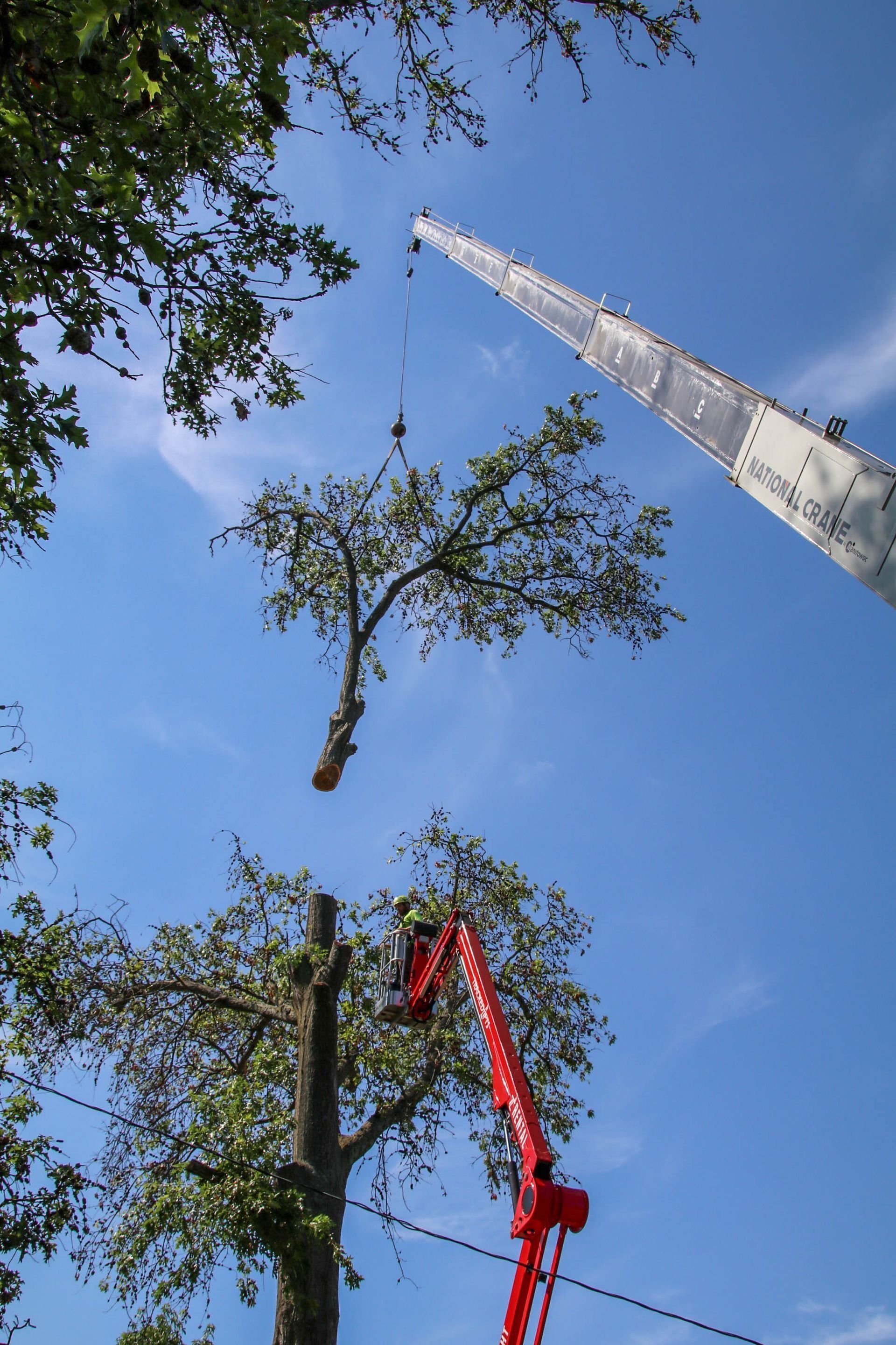 A tree section lifted by a crane; a red lift truck trims branches against a blue sky.