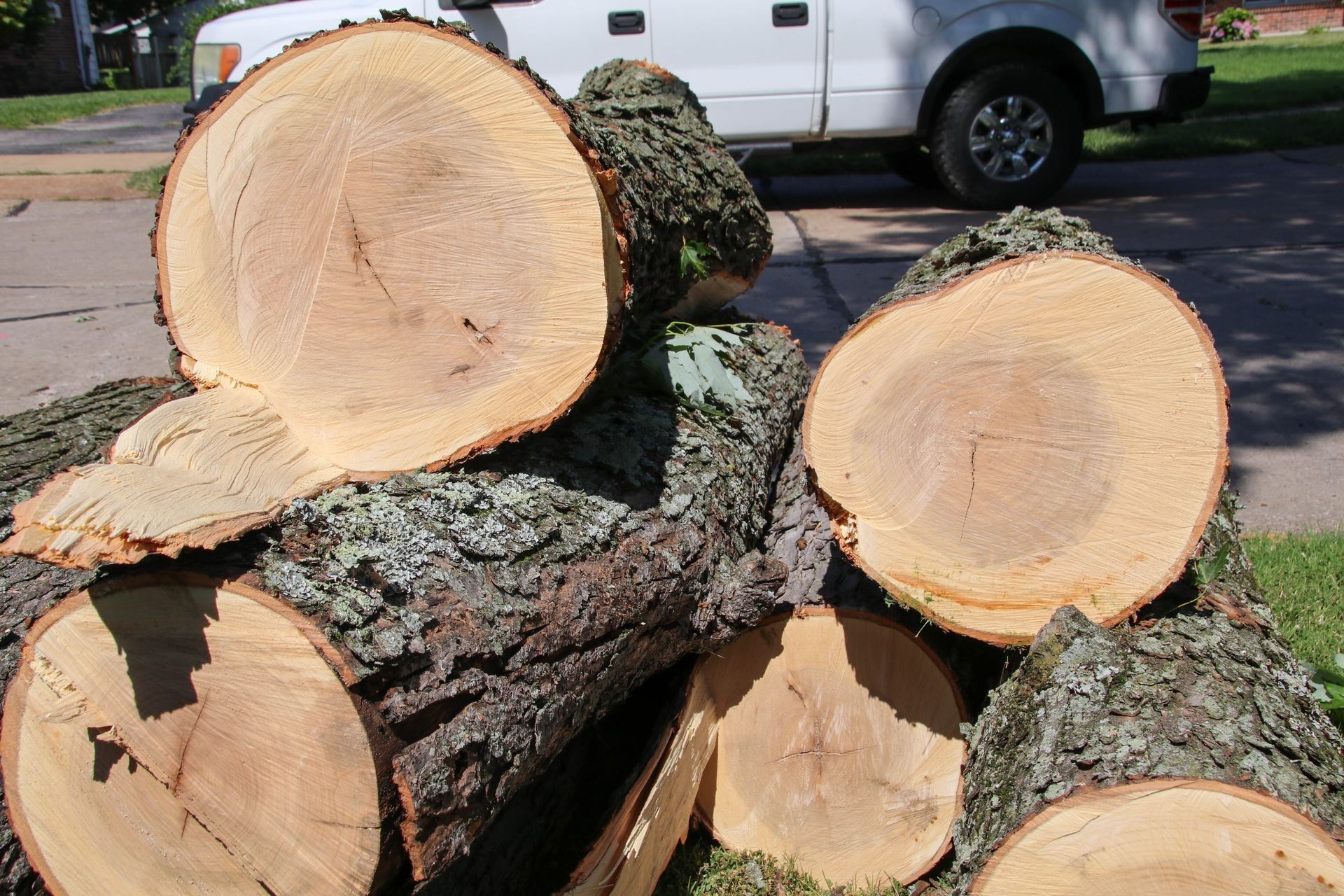 Cut tree logs with visible growth rings stacked on green grass, white truck in background.