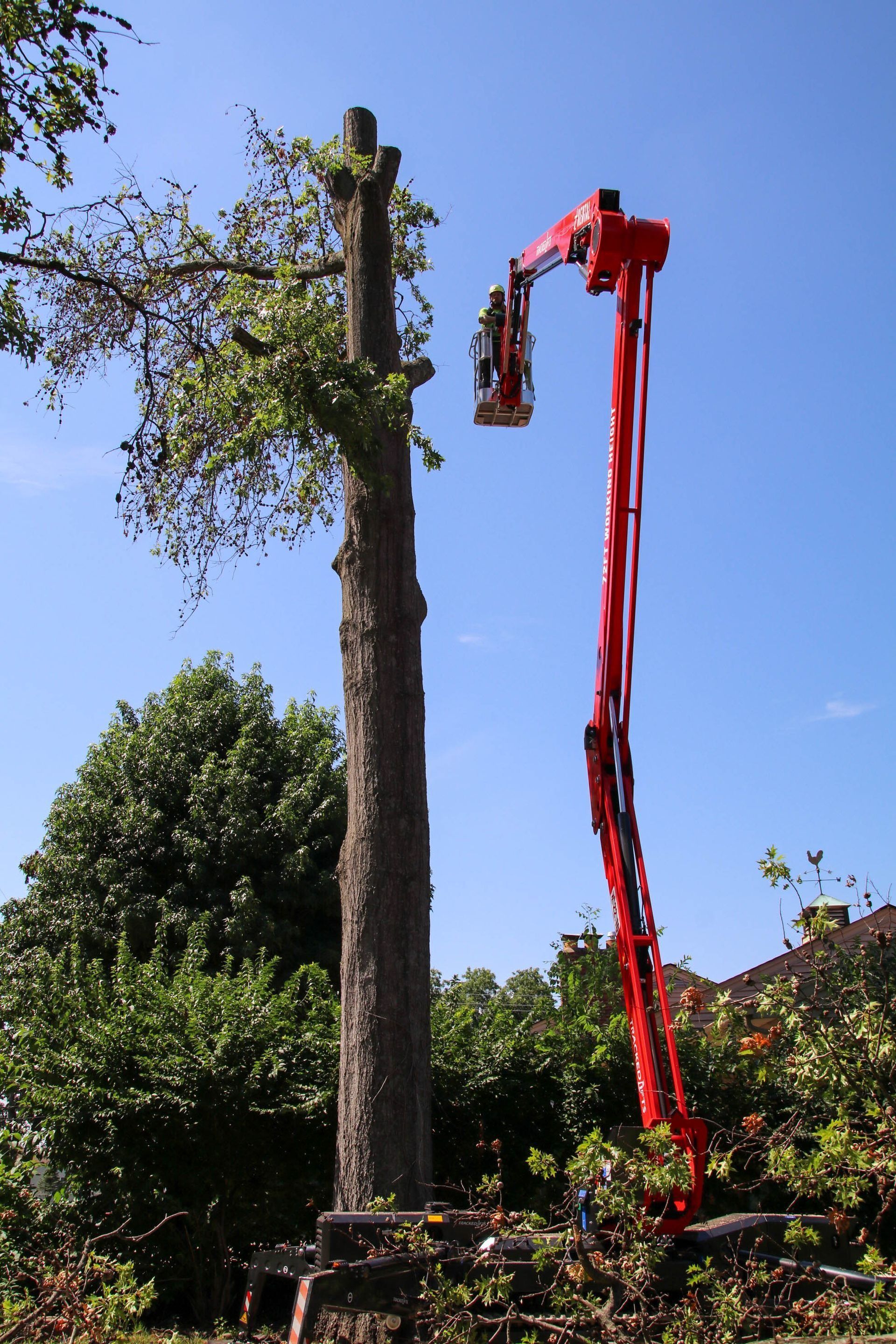 A tree being trimmed by a red aerial lift, on a sunny day.
