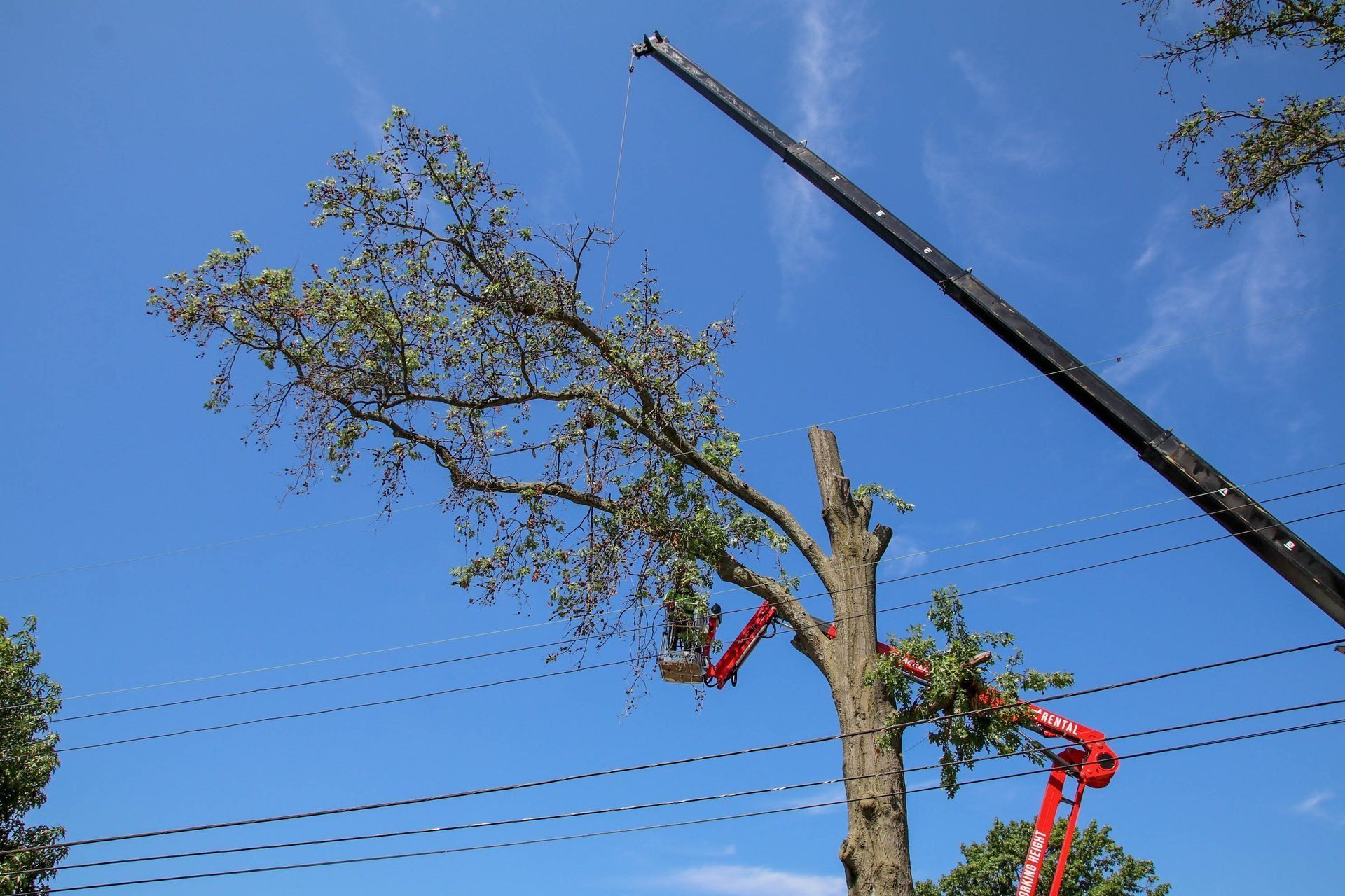 Crane trimming a tree against a blue sky, power lines visible.