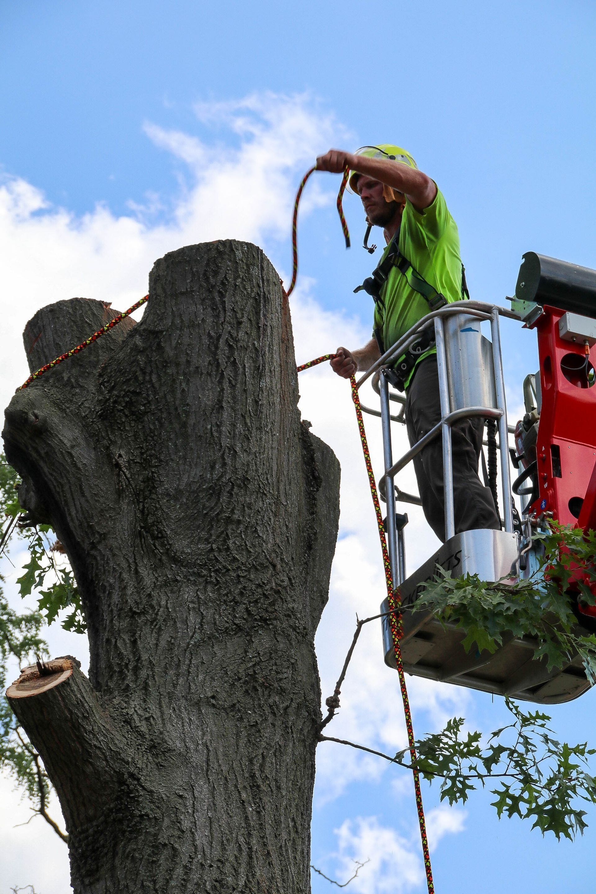 Arborist on a lift cutting a tree trunk, blue sky background.