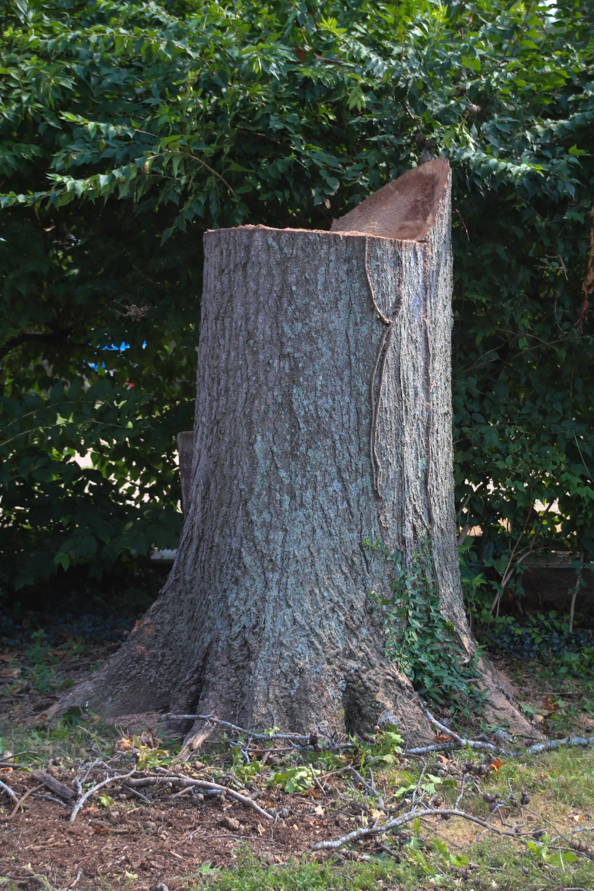 Large tree stump in yard with visible bark and roots, green foliage in background.