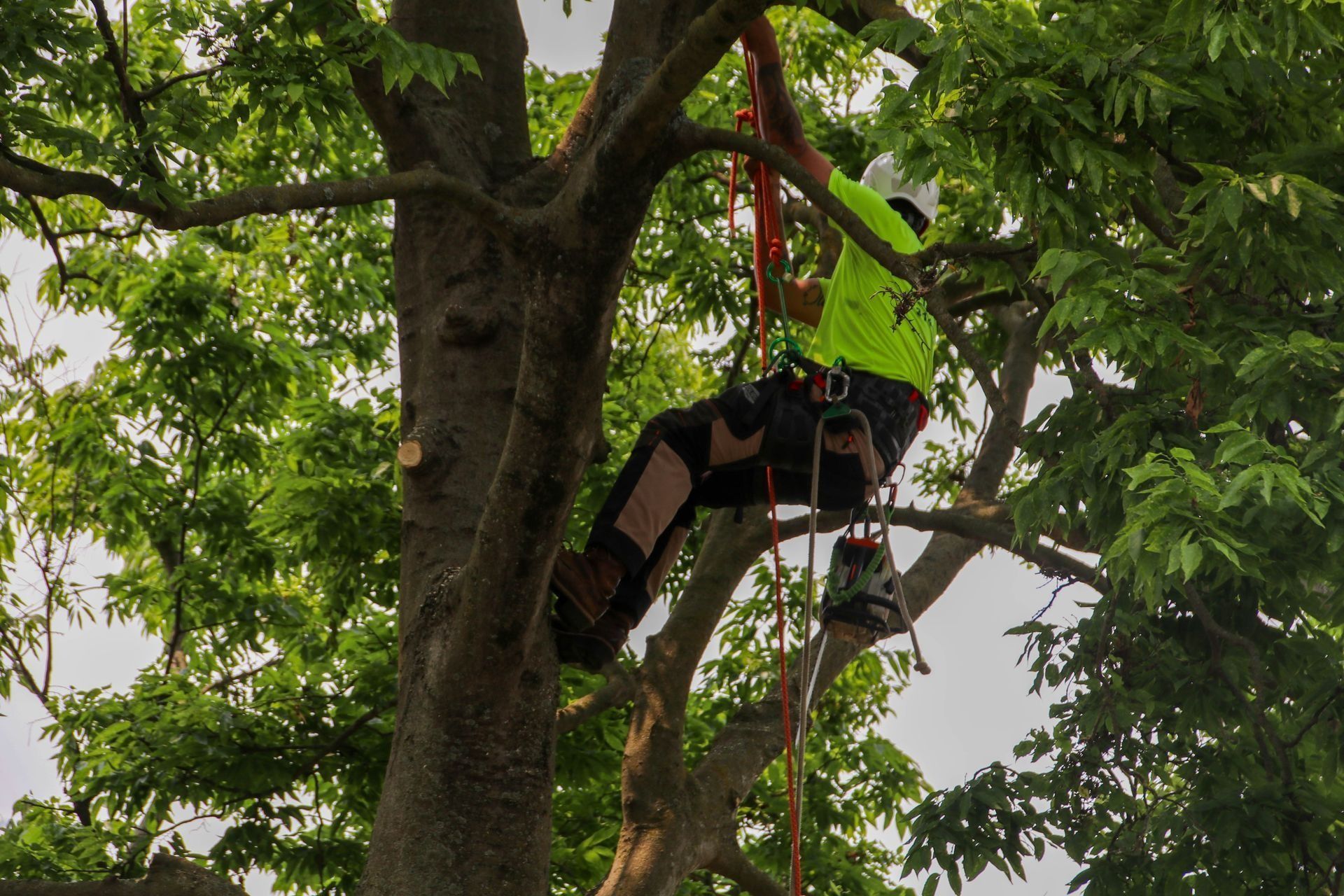 Arborist in a tree, wearing a safety harness, sawing branches with a rope. Green shirt and helmet.