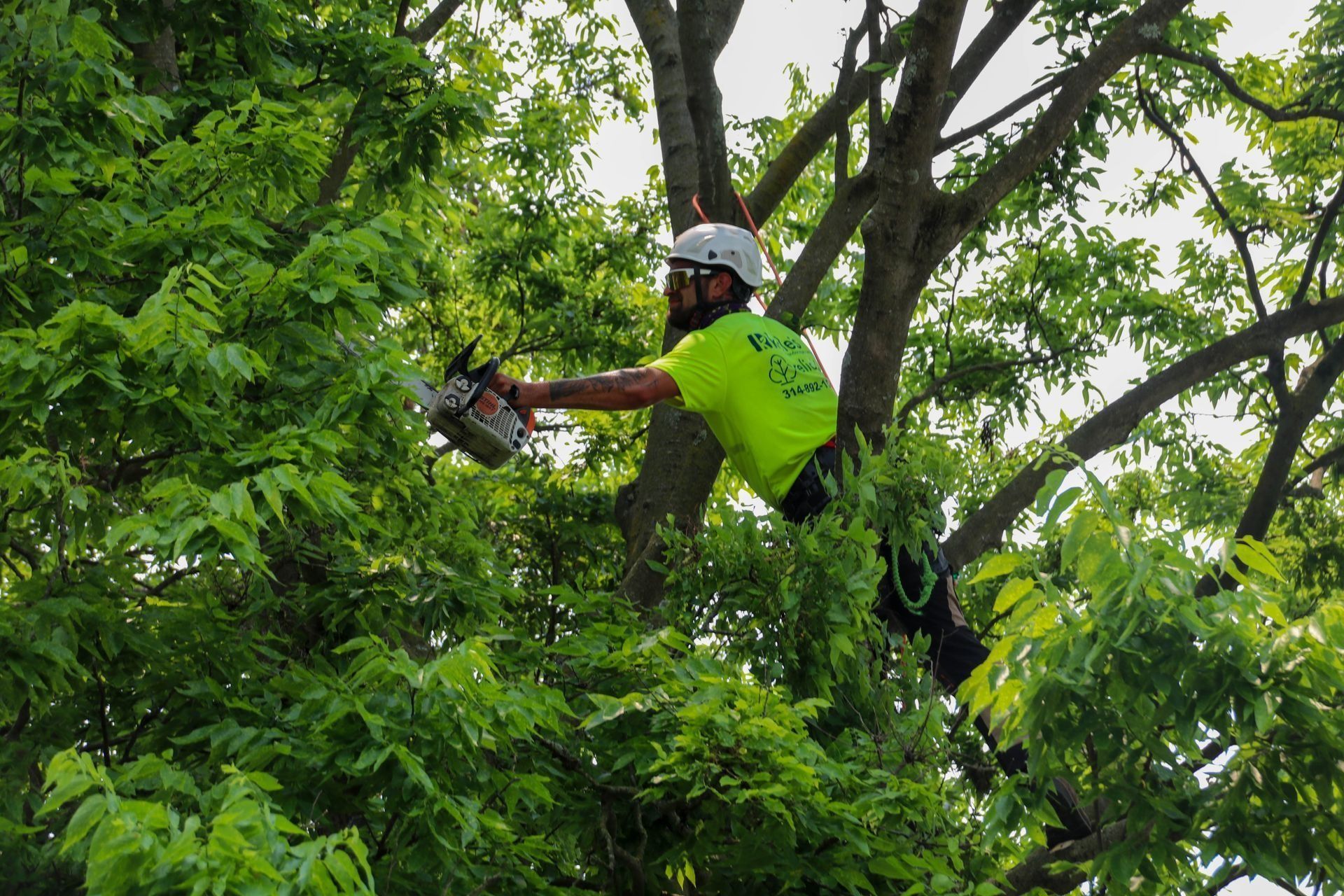 Tree service worker in a tree, using a chainsaw to trim branches, wearing safety gear.