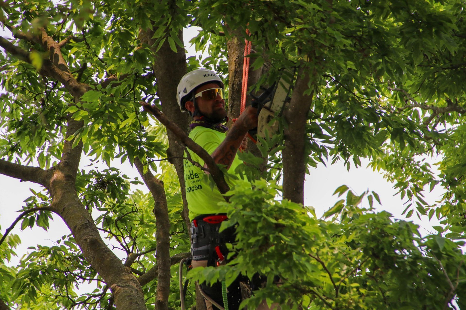 Arborist trimming tree branches, wearing safety gear and harness.