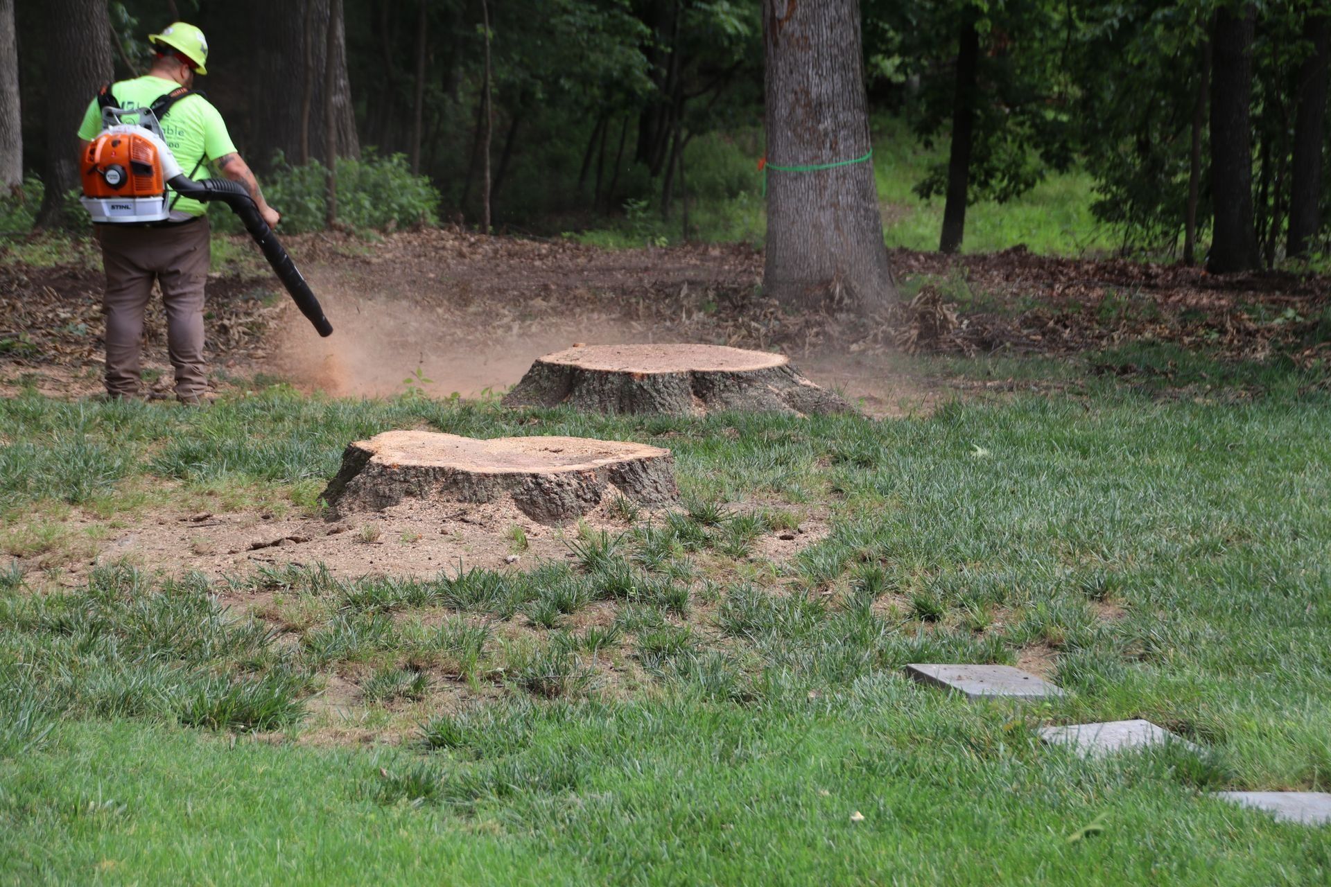 Person using a leaf blower on a lawn with two tree stumps.