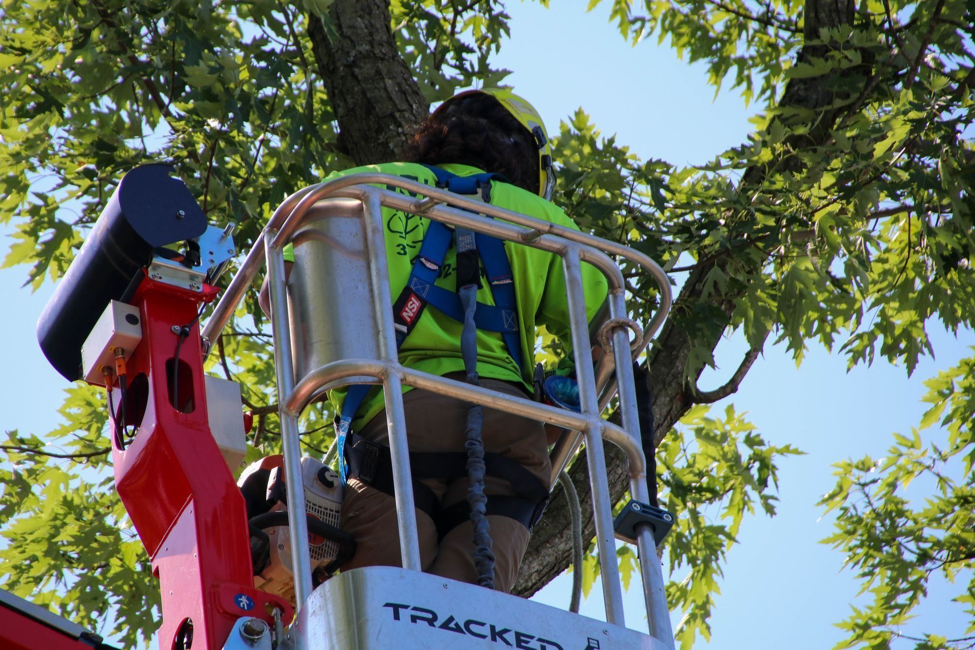 Arborist in lift bucket pruning tree, wearing safety harness and gear. Sunny day, blue sky.
