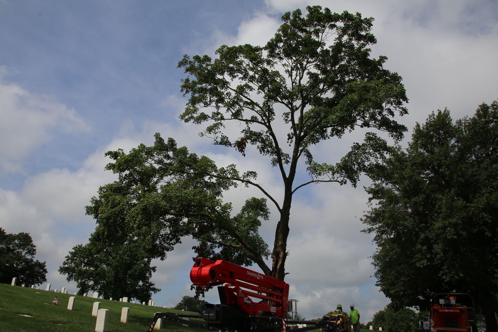 A large tree being trimmed by a red lift in a grassy area with white markers, against a cloudy sky.