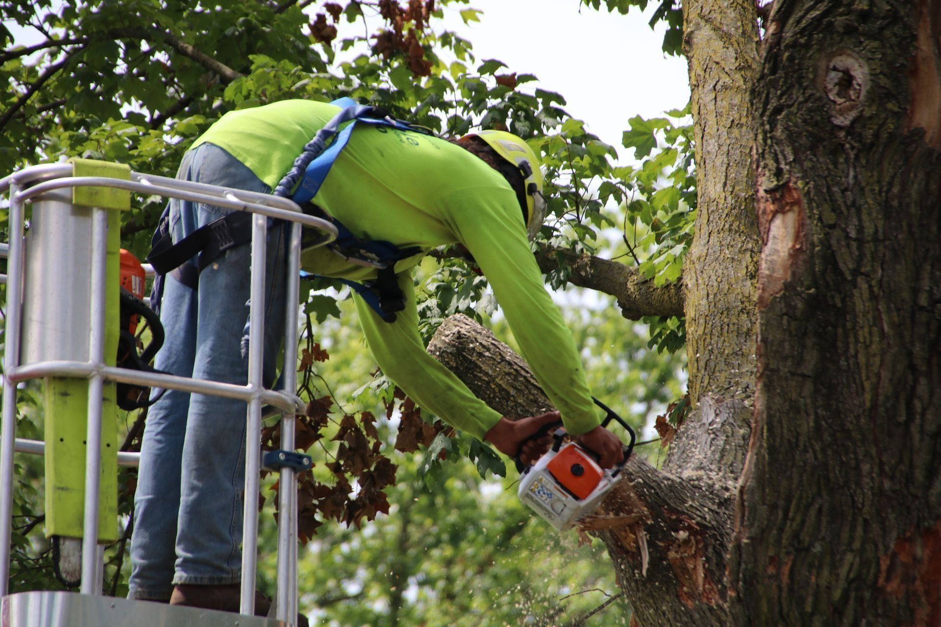 Arborist in safety gear, using a chainsaw to trim a tree from a lift platform.