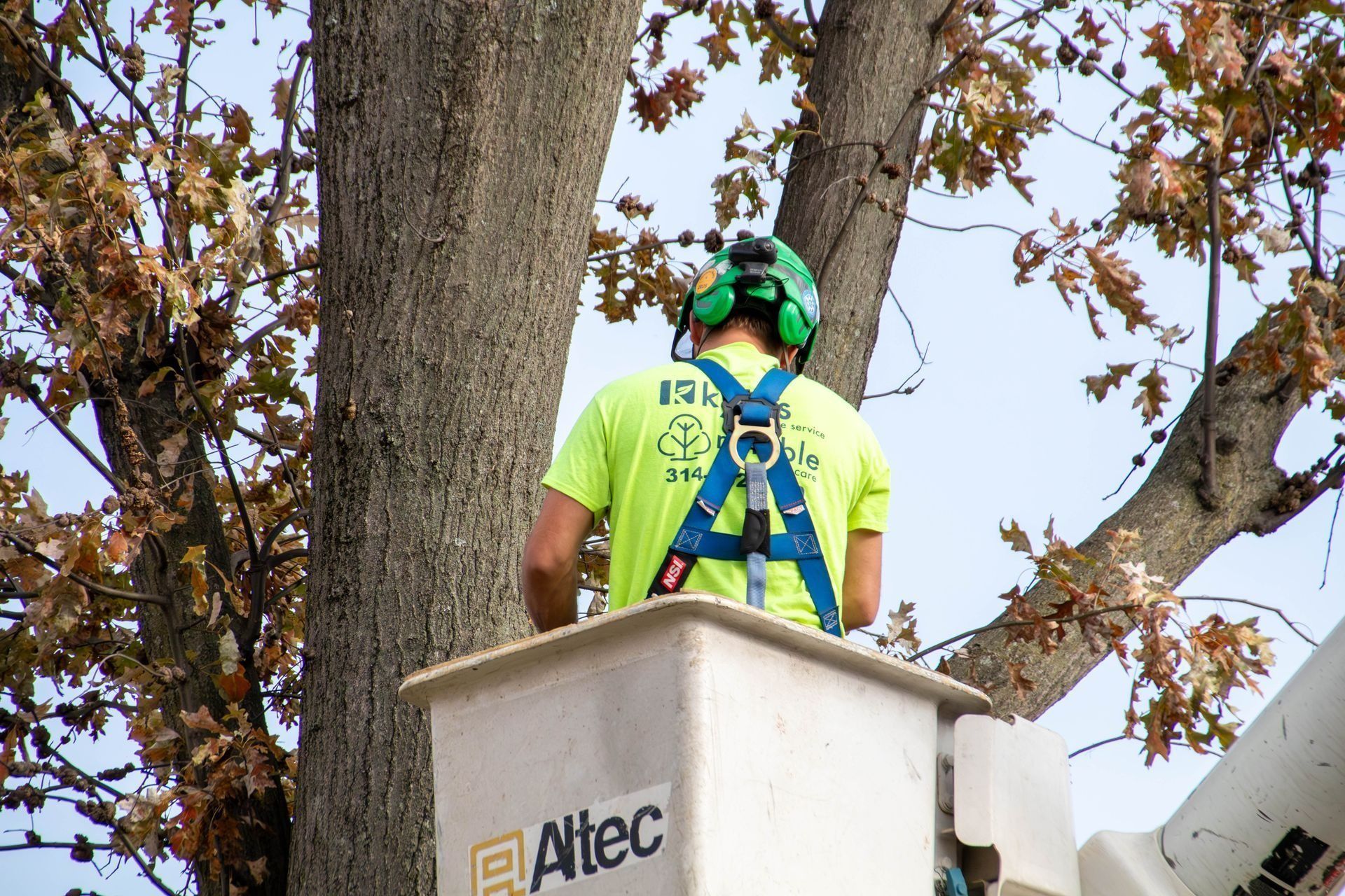 Arborist in a lift bucket, trimming a tree with safety gear.