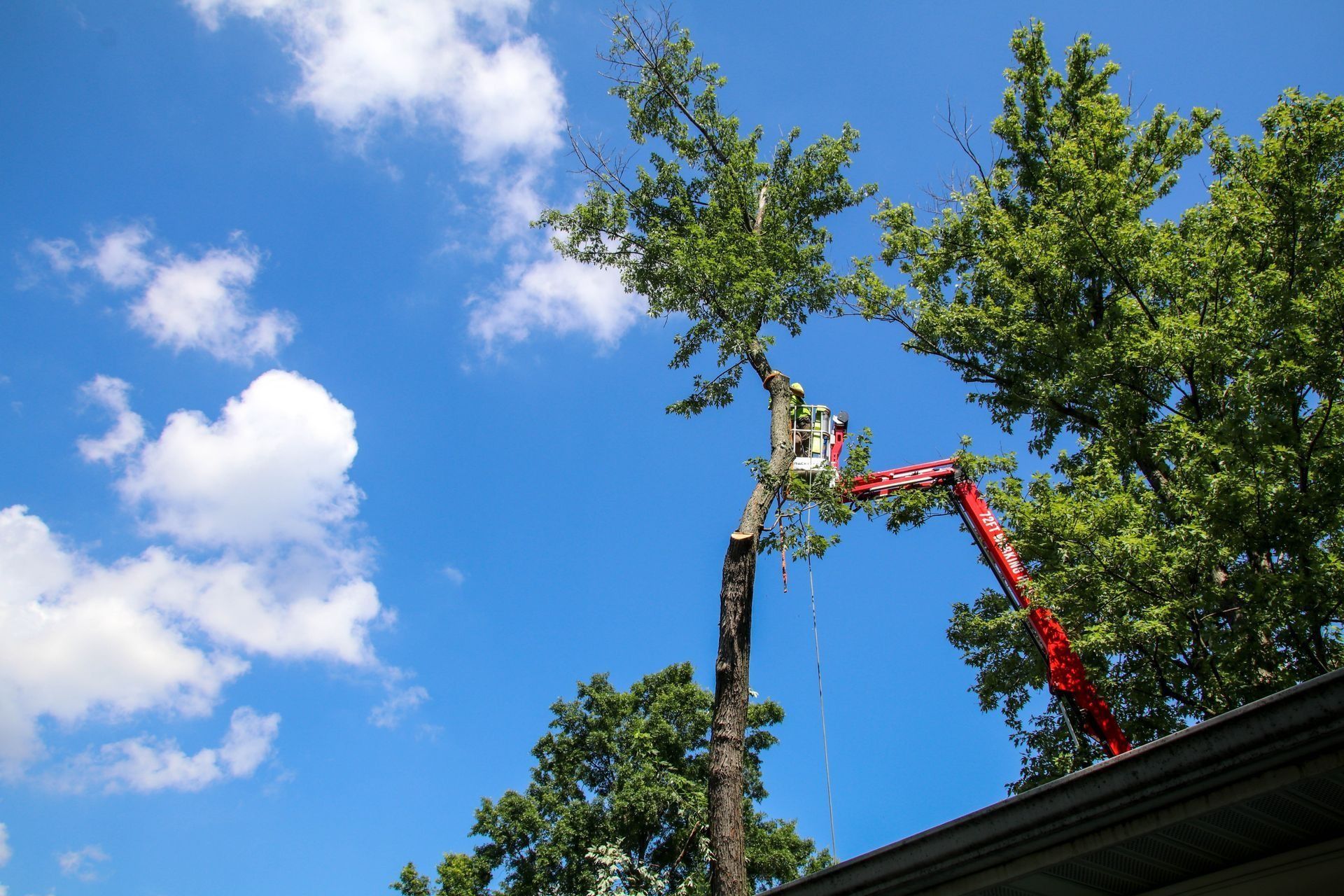 A tree being trimmed by a worker in an elevated bucket against a blue sky.