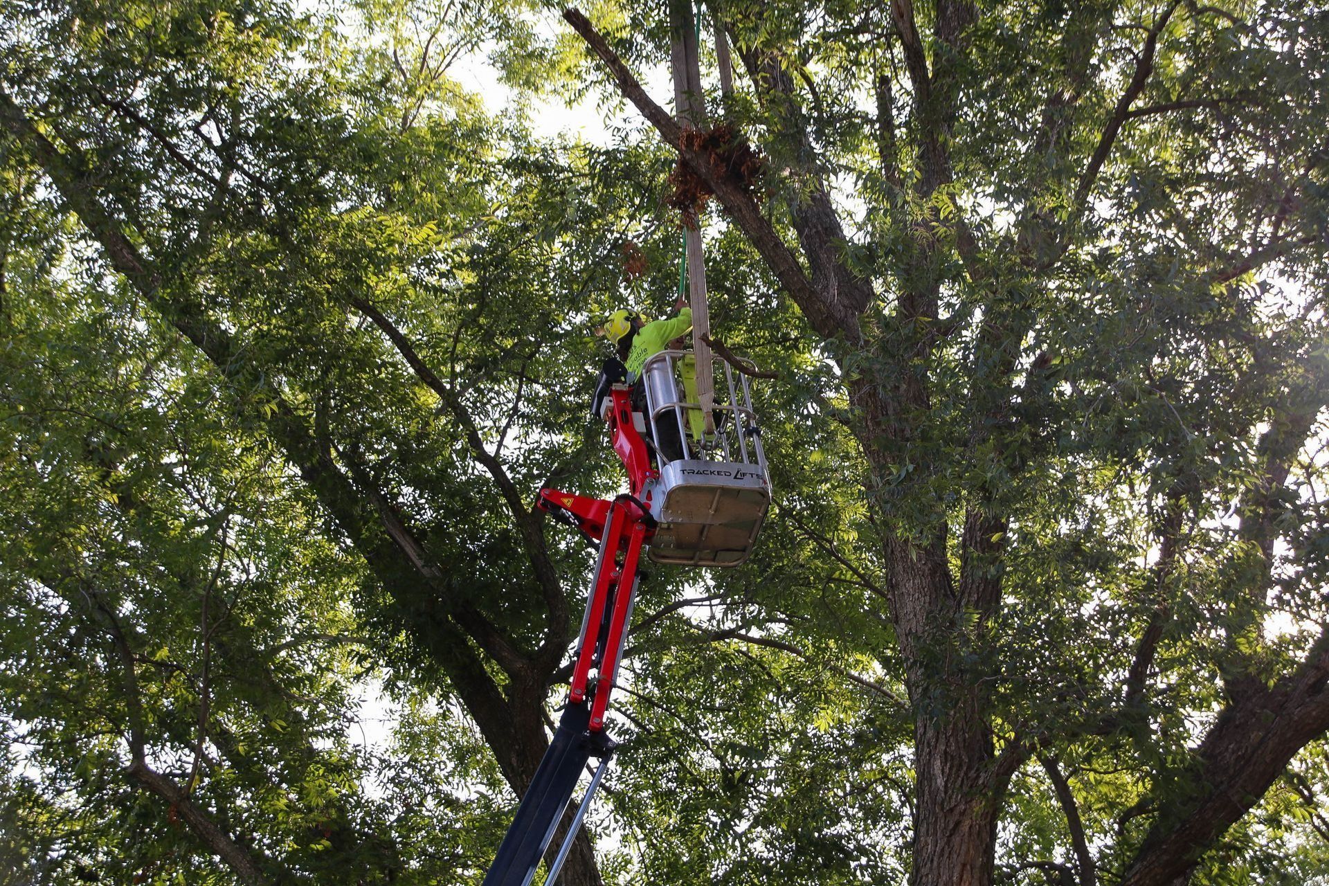 Person in cherry picker trimming tree branches.