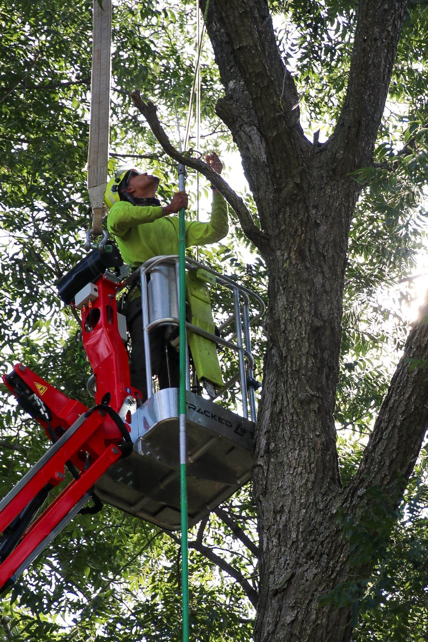 Man in lift bucket trimming tree branch. Green safety gear, sunny outdoors.