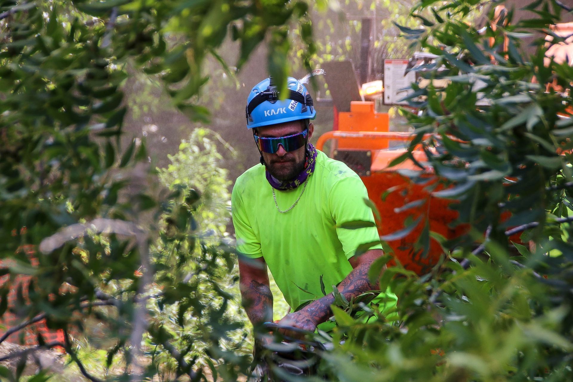 Arborist in safety gear working with a wood chipper; green shirt, blue helmet, sunglasses, amid green foliage.