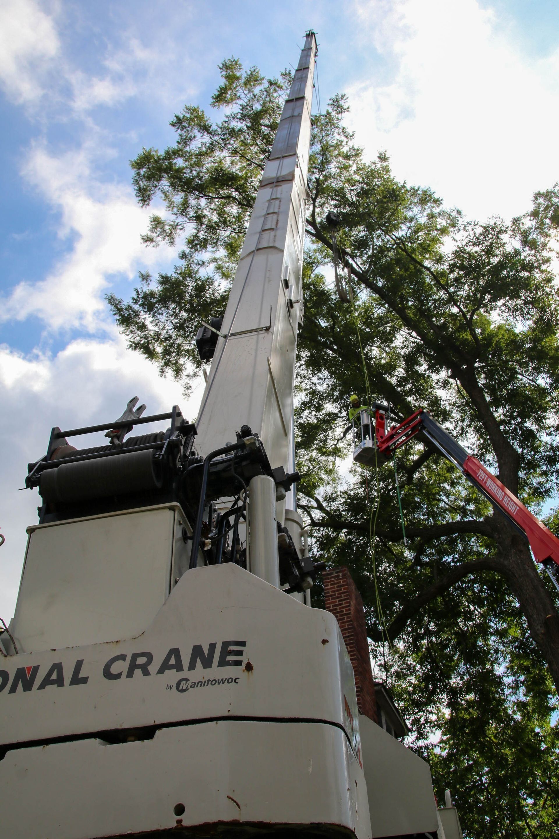 White crane reaching into a tree with a cloudy sky in the background.