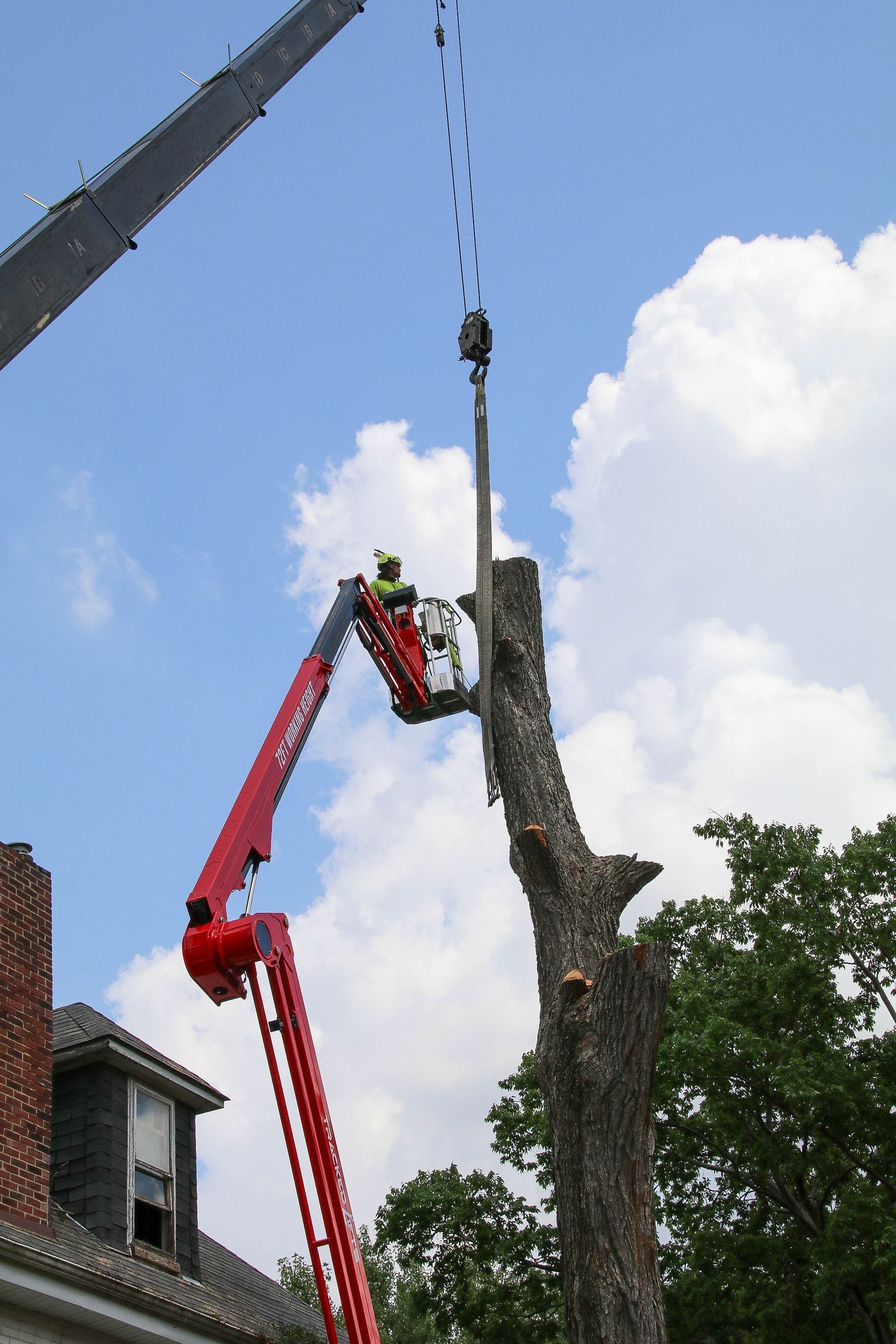 A worker in a cherry picker trims a tall tree trunk, with a crane above. Blue sky background.