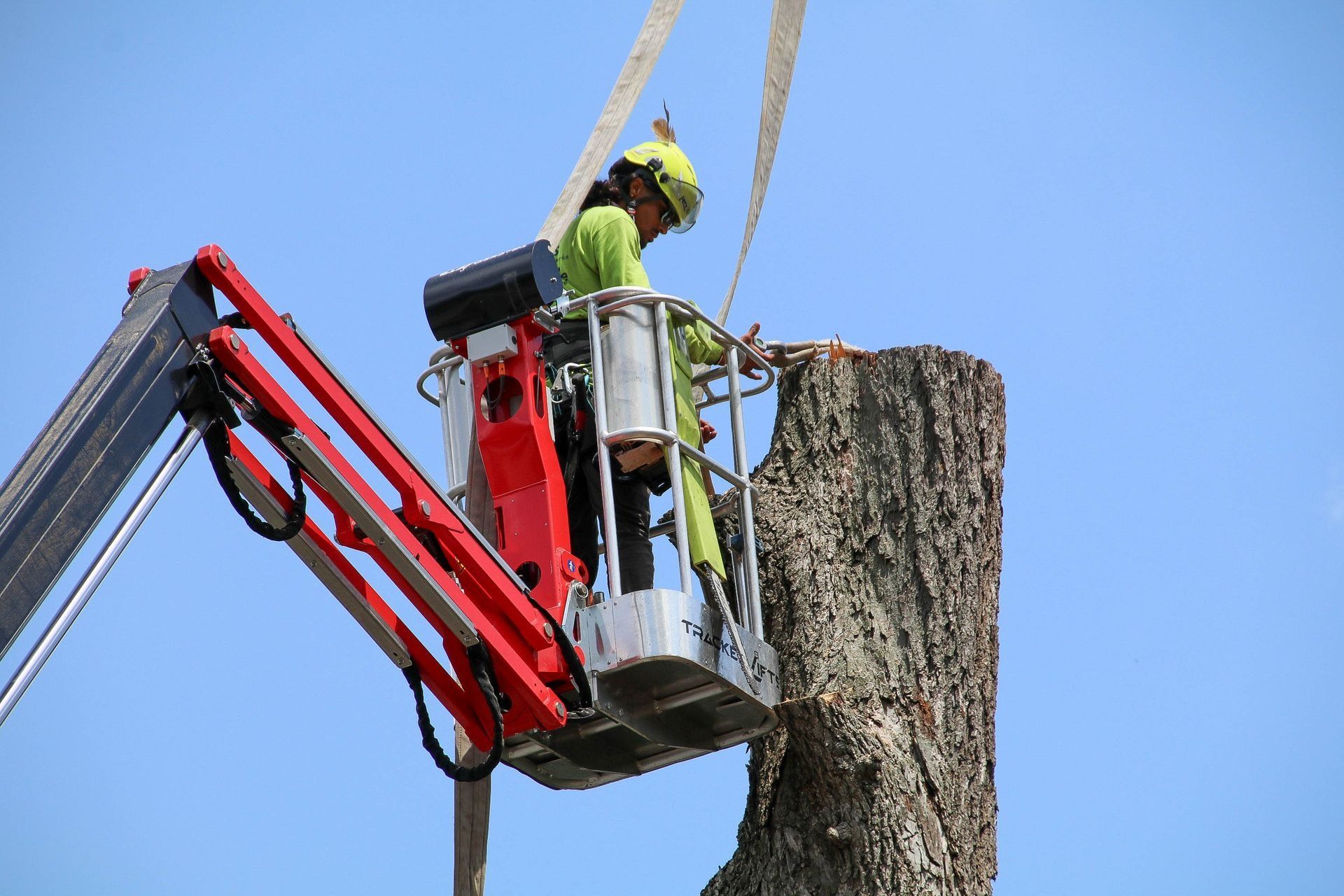 A worker in a lift basket is cutting a tree trunk, against a blue sky.