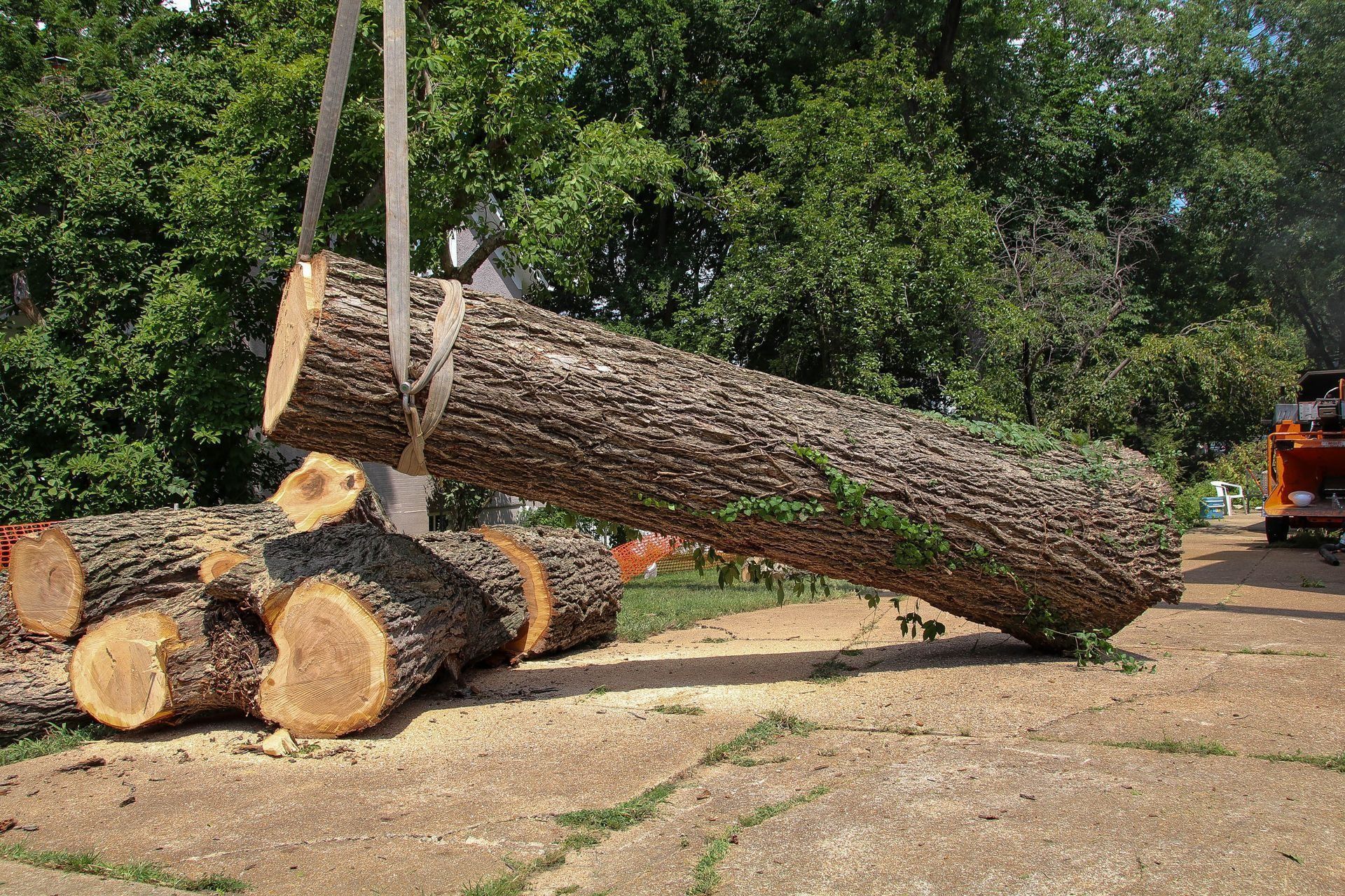 Large tree log being lifted by straps, with other cut logs nearby on the ground.