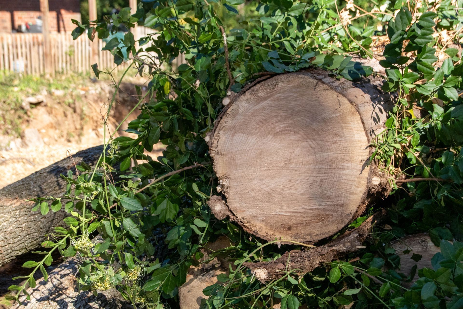 Cut tree trunk with visible rings, surrounded by green branches and leaves.