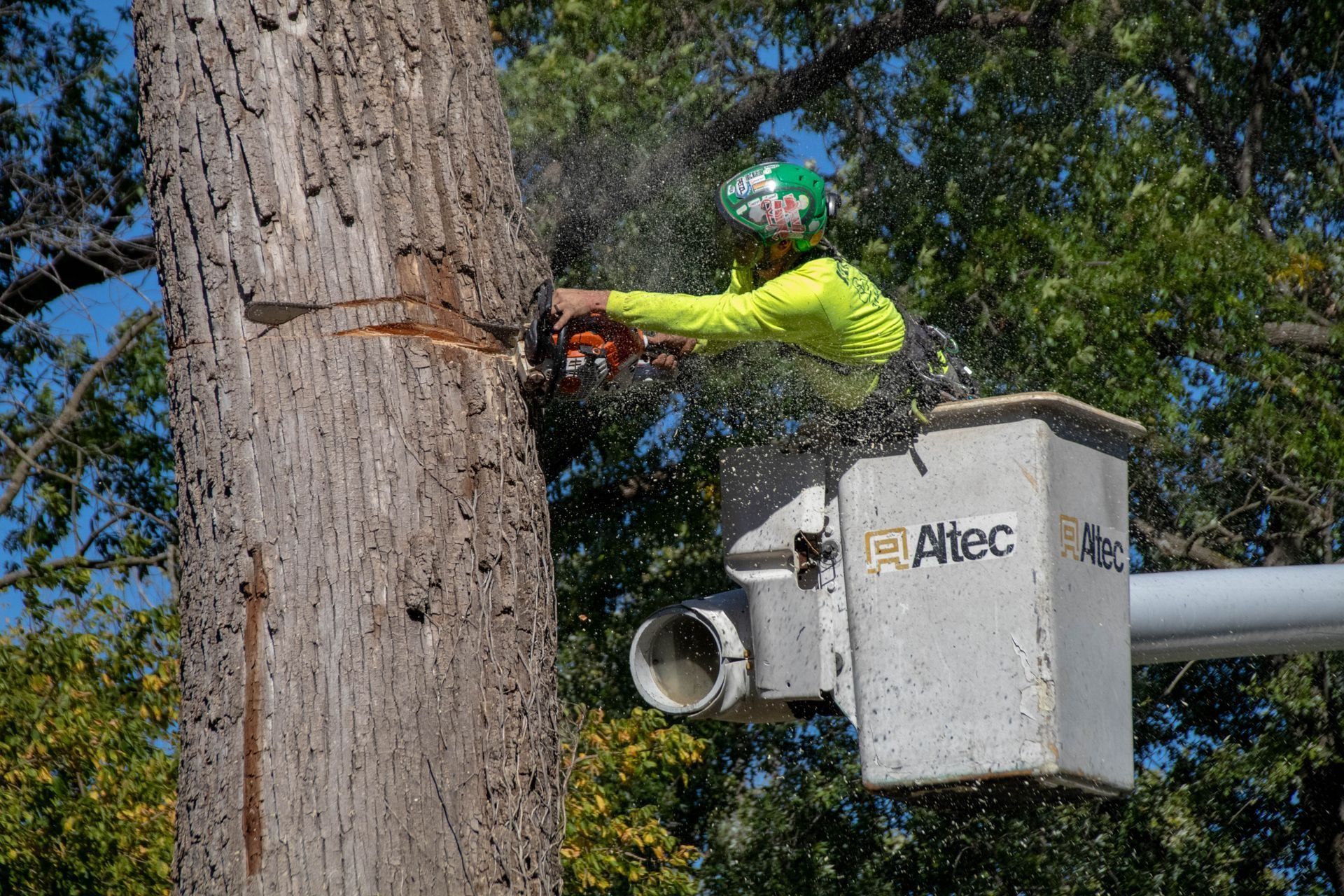 A person in a lift bucket using a chainsaw to cut a tree trunk.