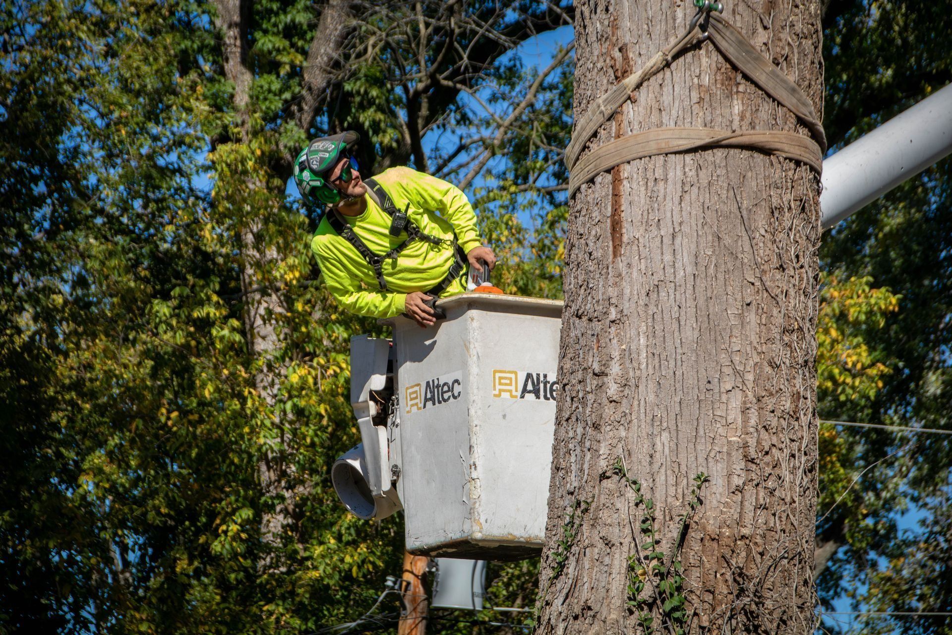Arborist in lift bucket trimming a tree, wearing a safety harness and gear. Sunny day, green and blue.