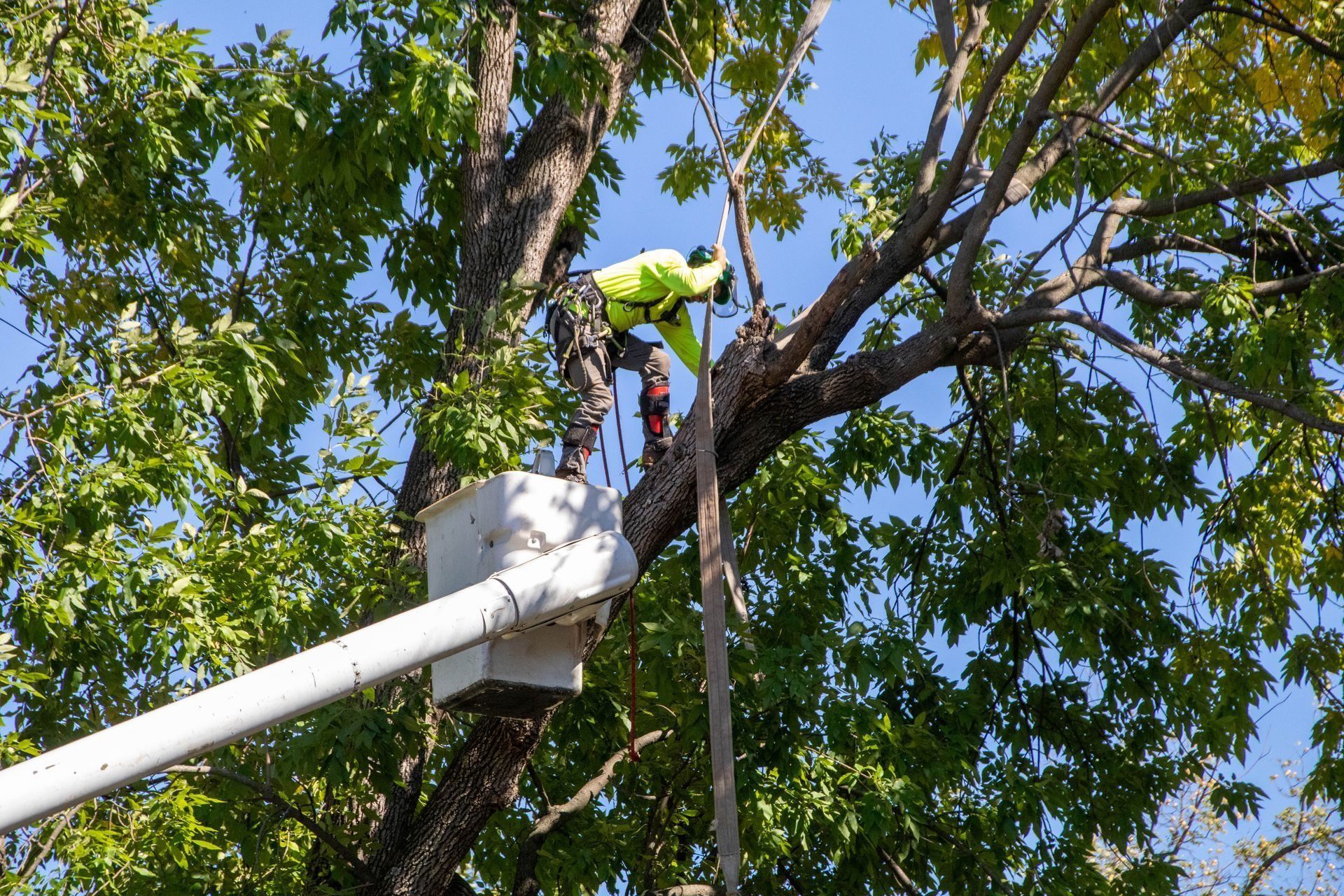 Arborist in a bucket lift, cutting a tree branch with a saw on a sunny day.