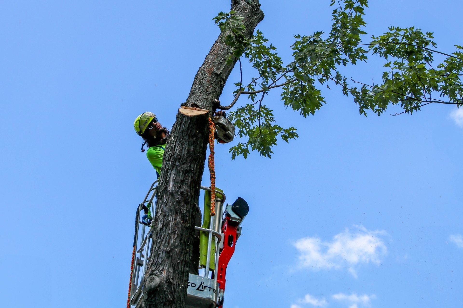 Arborist cutting tree branch; worker in lift, wearing safety gear against blue sky.