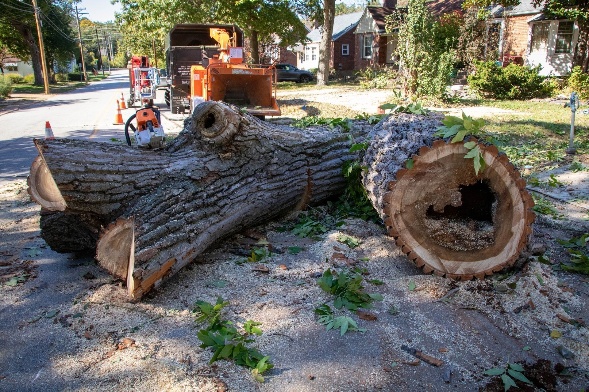 Felled tree trunks with hollows on a street, sawdust, tree service equipment in background.