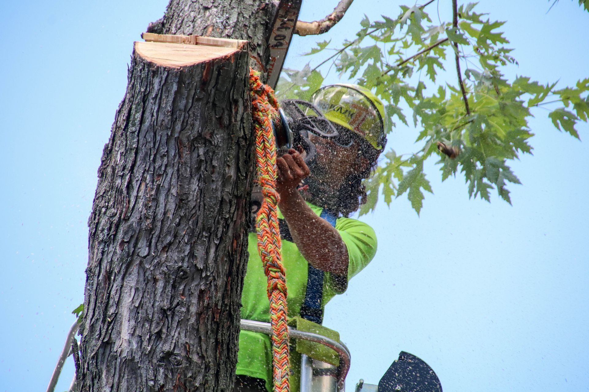 Arborist cutting tree branch with a chainsaw, wearing safety gear, blue sky backdrop.