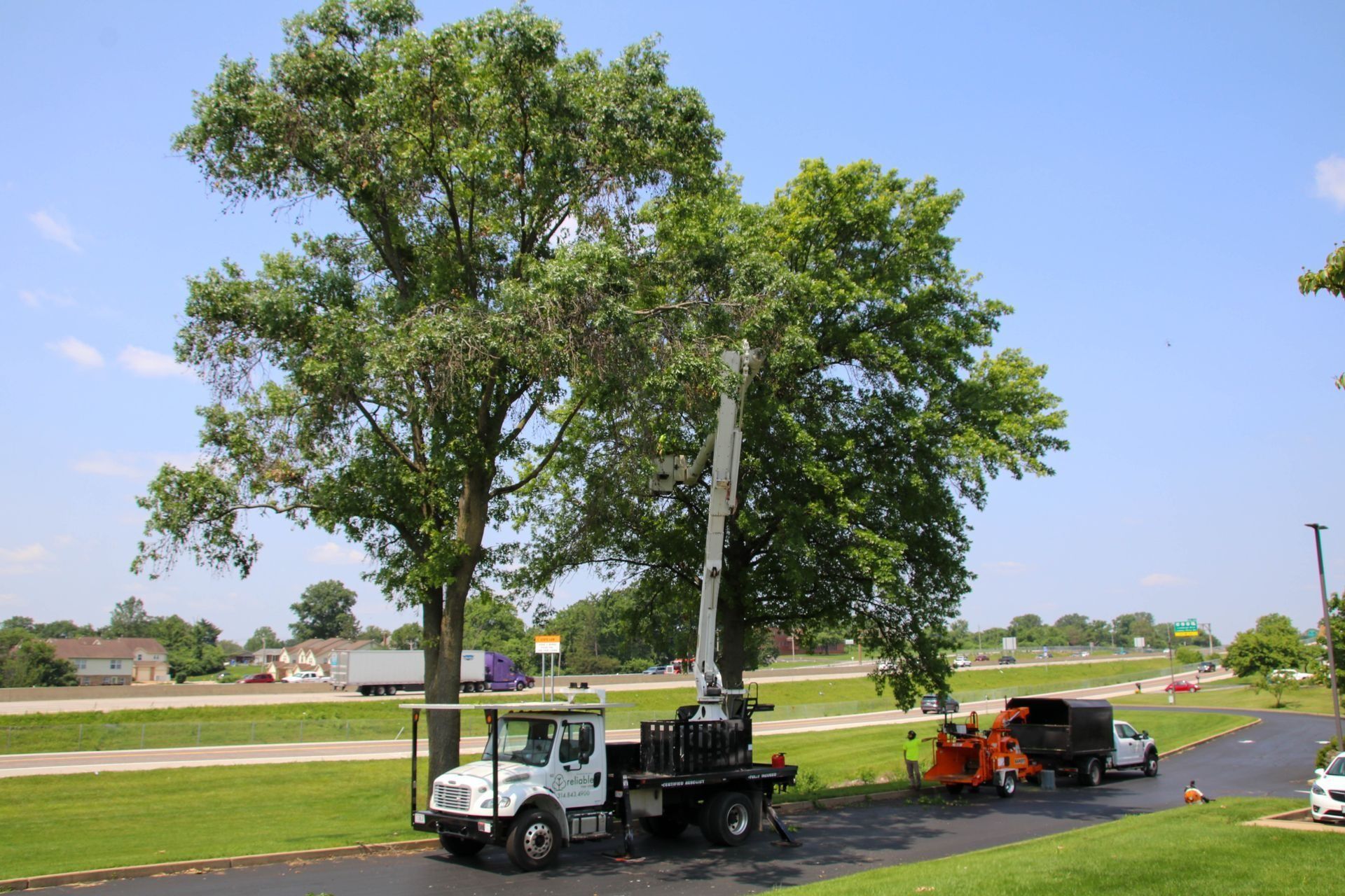 Tree trimming service: bucket truck trimming large tree next to road on a sunny day.