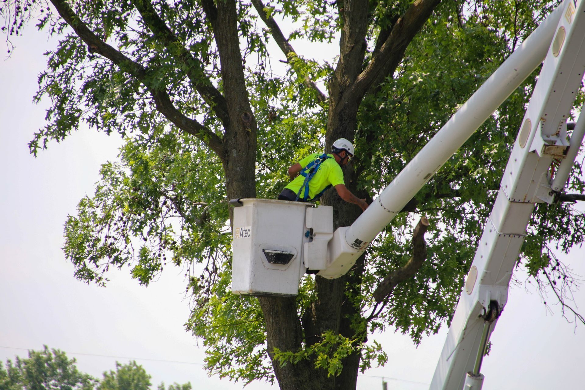 Arborist in a lift bucket trims a tree's branches.