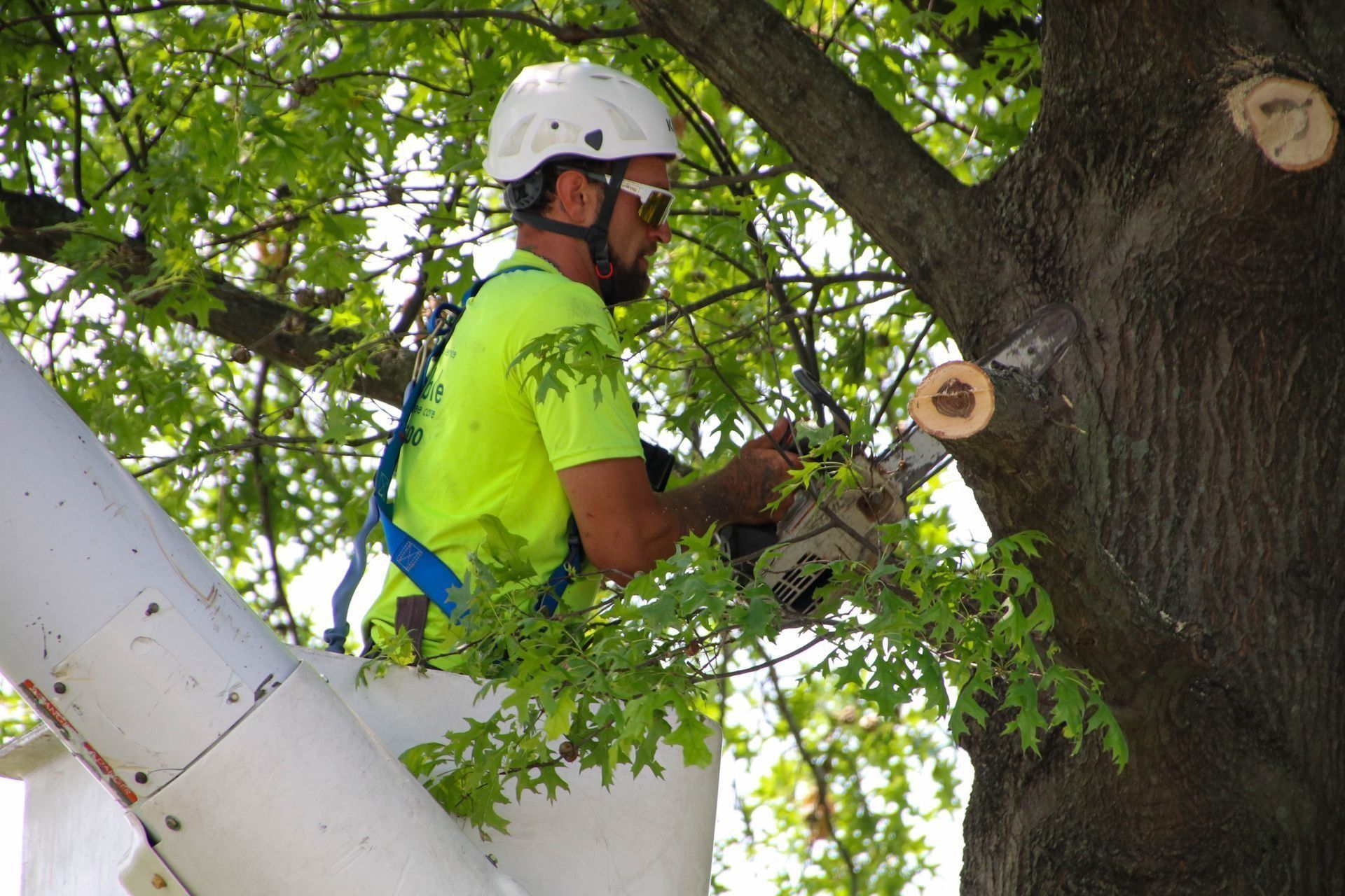 Arborist in bucket truck trimming tree branches with a chainsaw. He wears a helmet, safety glasses, and a lime green shirt.