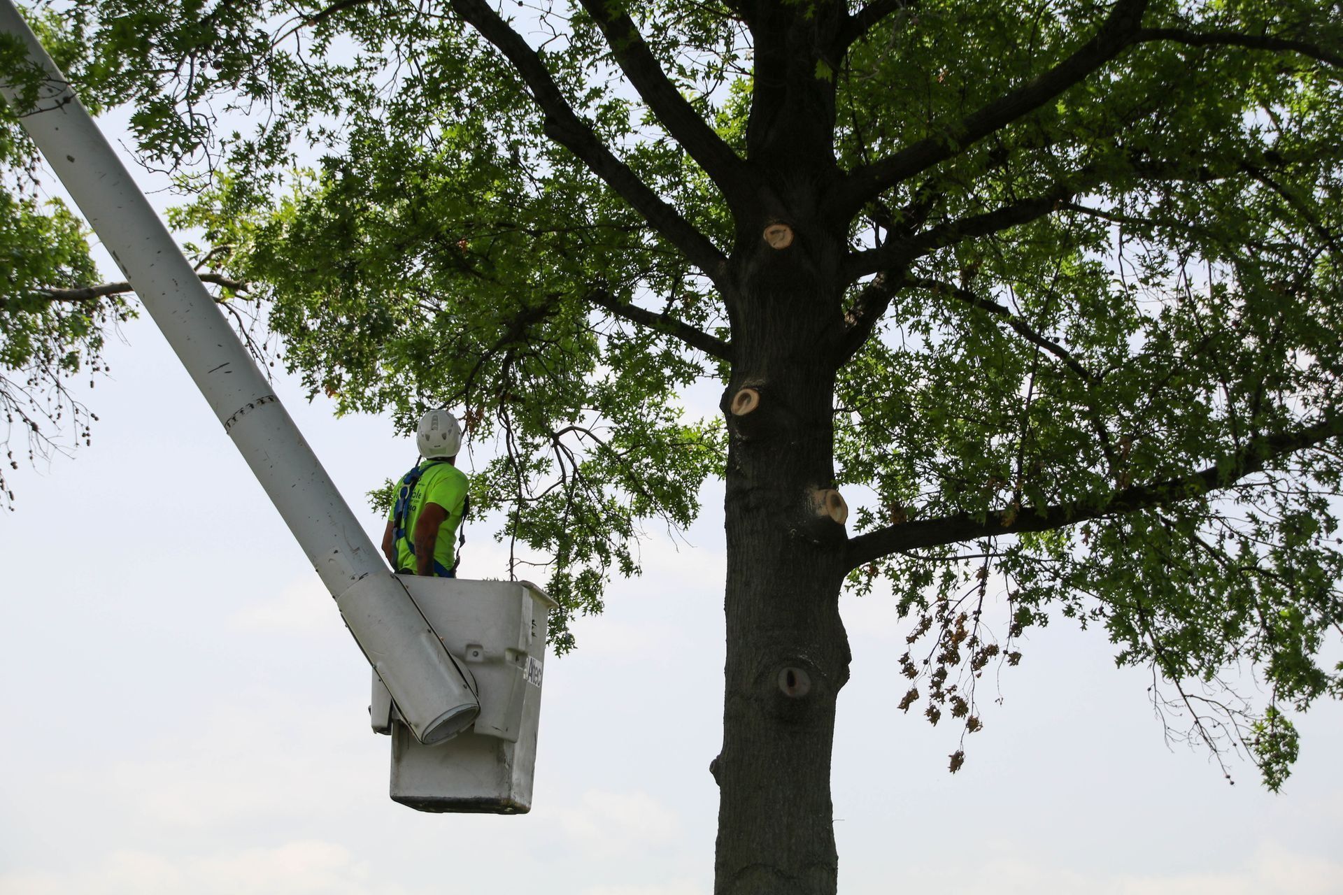 Tree trimming worker in lift bucket, cutting branches on tree with green leaves.
