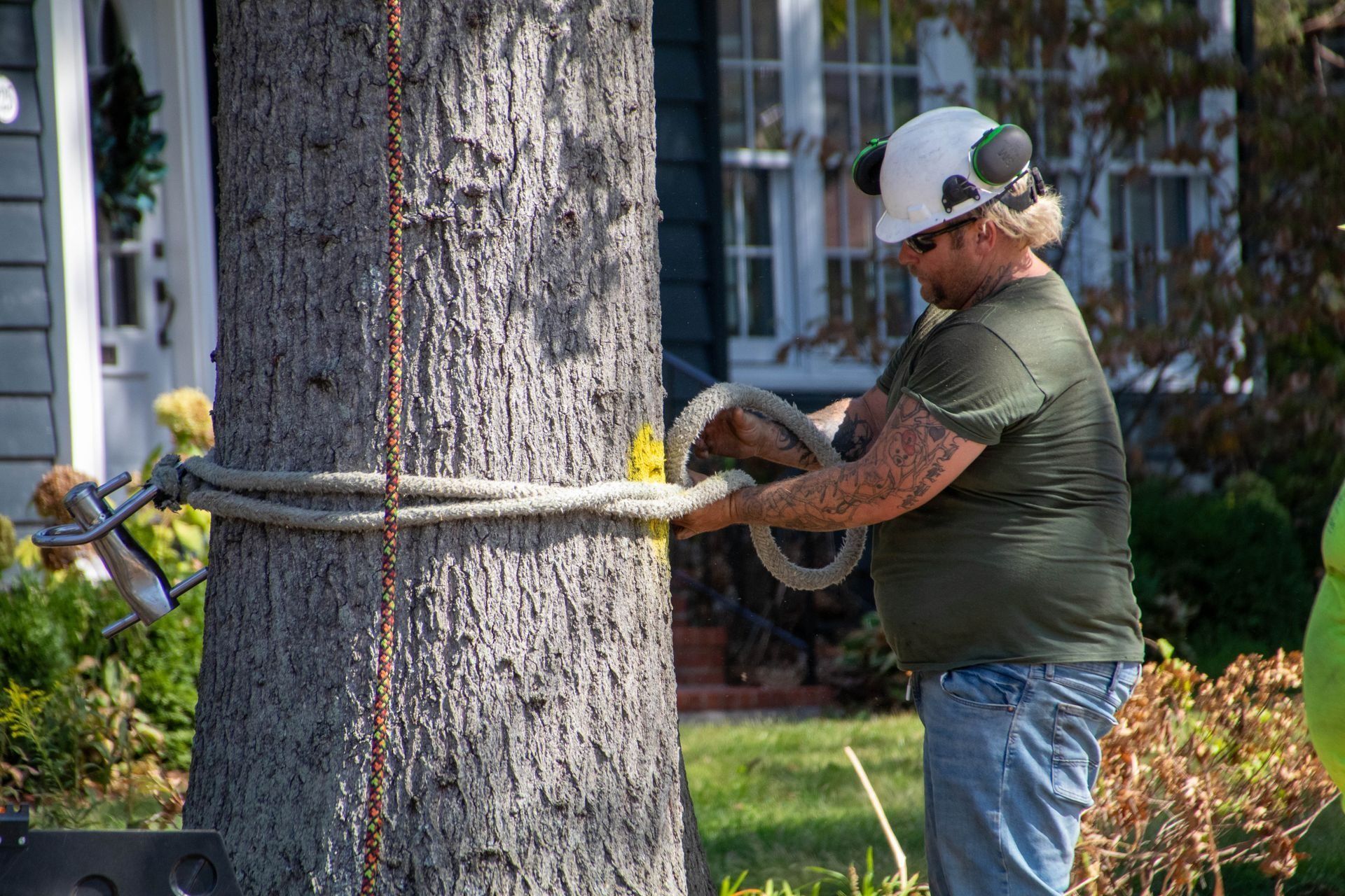 Man wrapping a thick rope around a tree trunk, preparing to work.