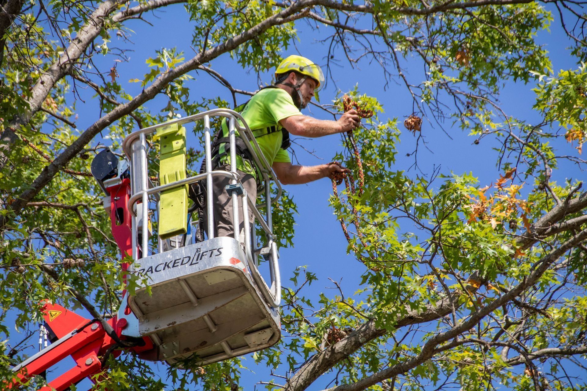 Man in a lift bucket pruning a tree with green leaves under a blue sky.