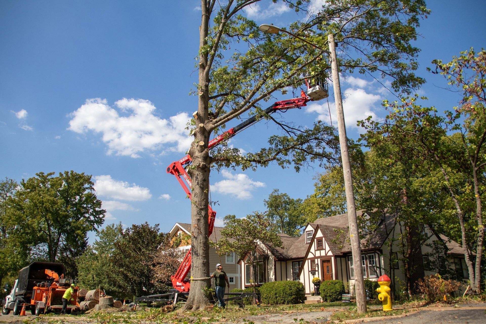 Tree removal in progress: Cherry-picker trimming tree near power pole and houses on a sunny day.