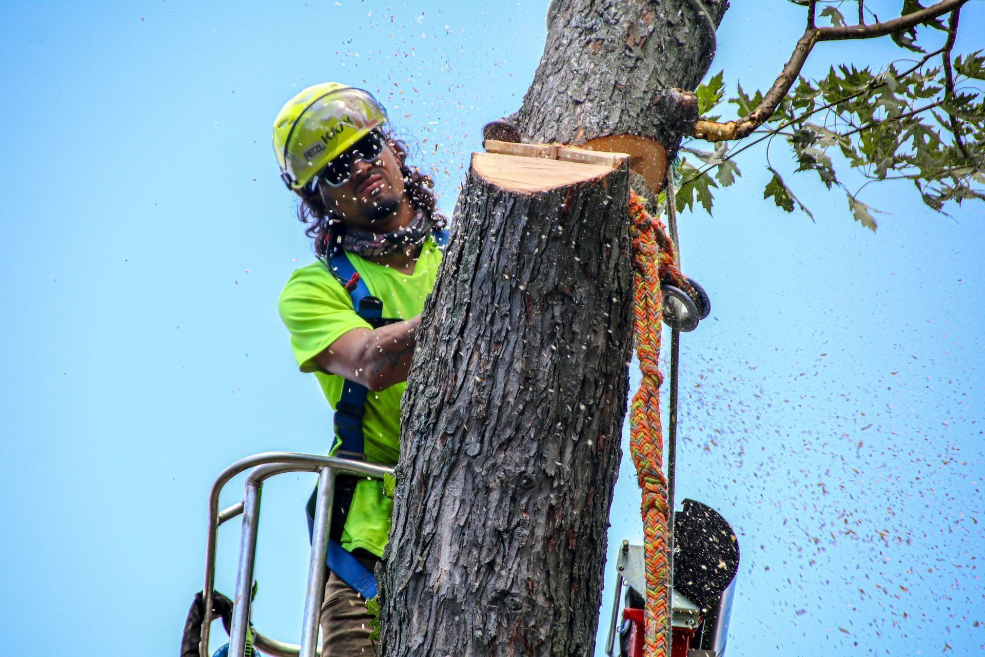 Arborist using chainsaw to cut a tree branch. He is wearing safety gear.