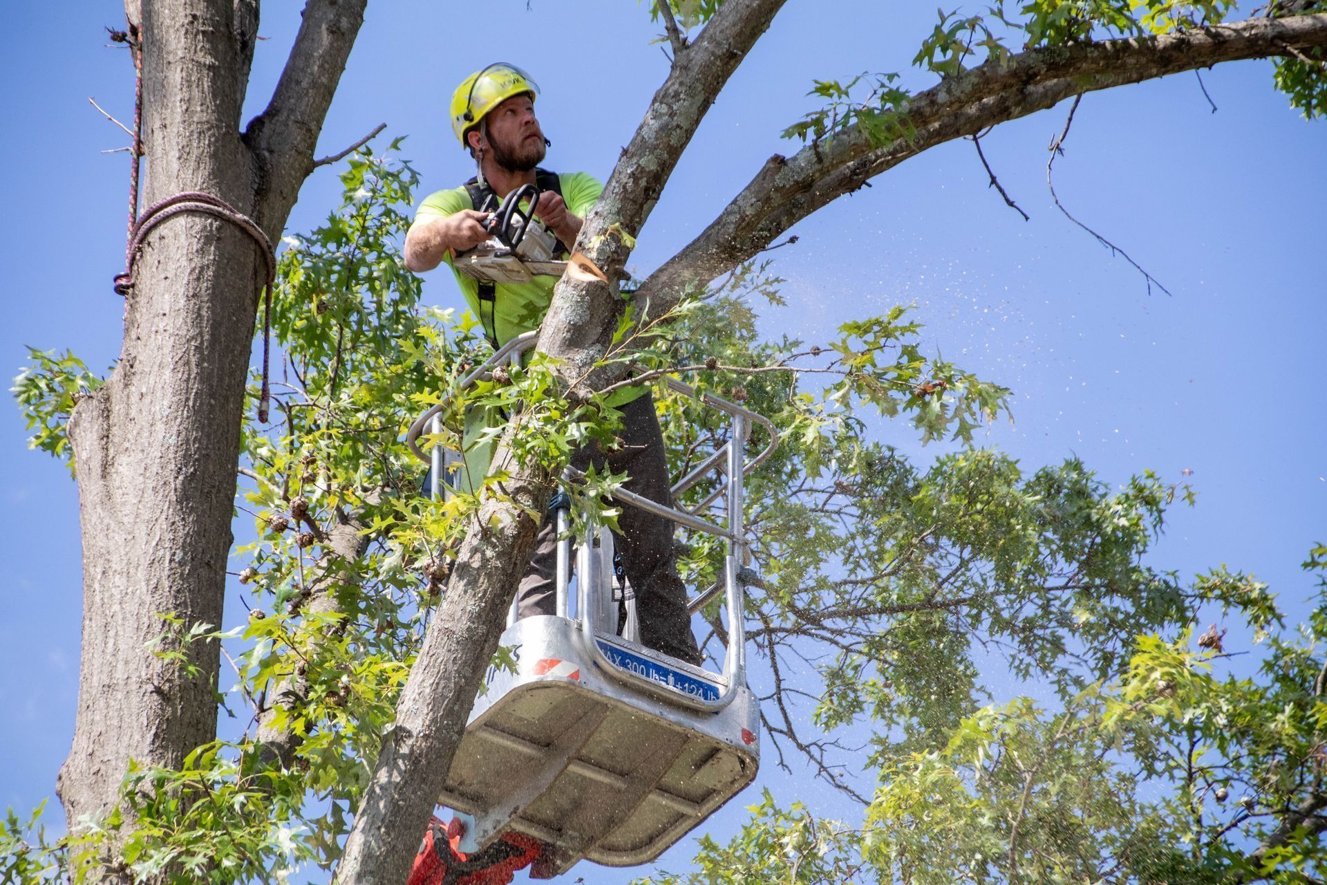 Arborist in bucket cutting tree branches with chainsaw, wearing safety gear, blue sky.