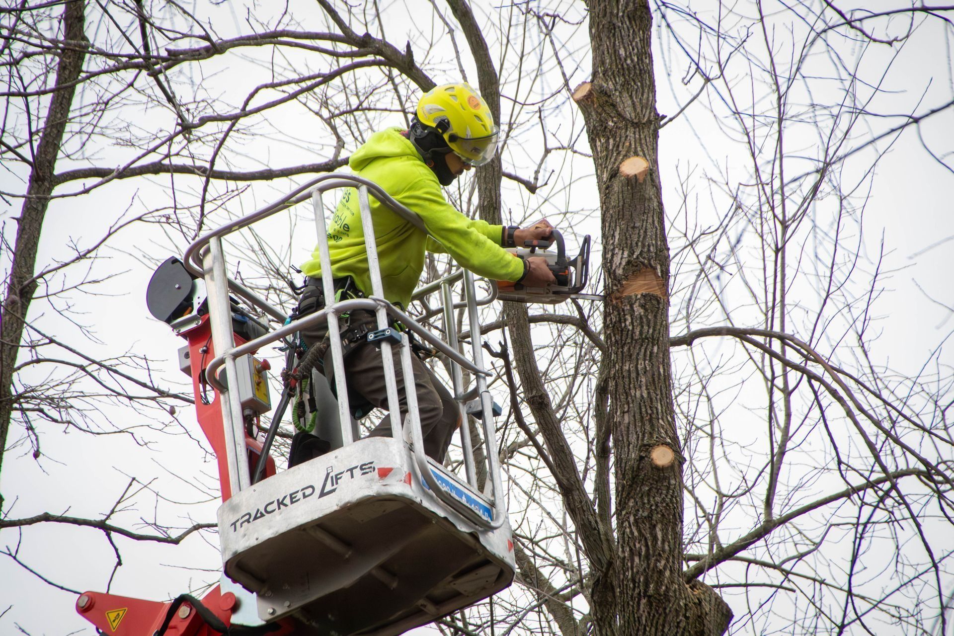 Arborist in a lift uses a chainsaw to trim a tree branch; wearing safety gear.