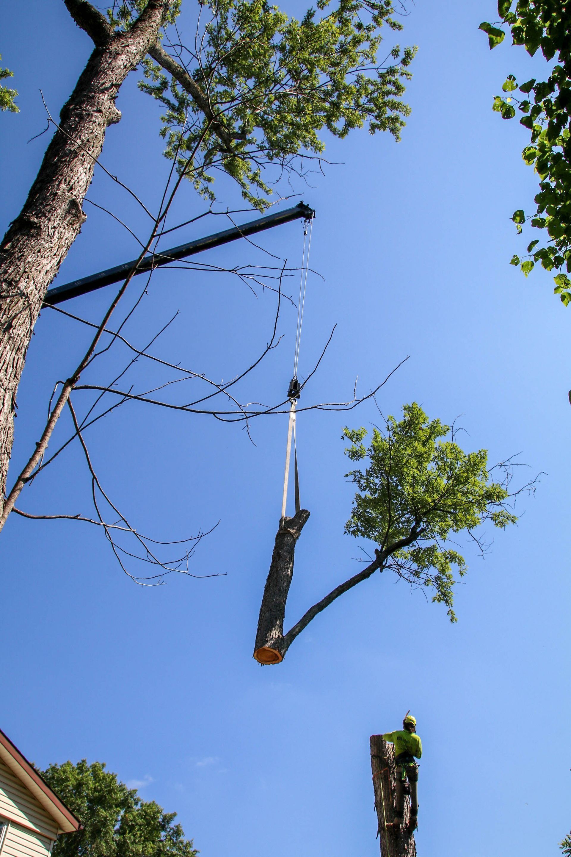 A tree being trimmed, a long cut section hangs from a crane against a bright blue sky.