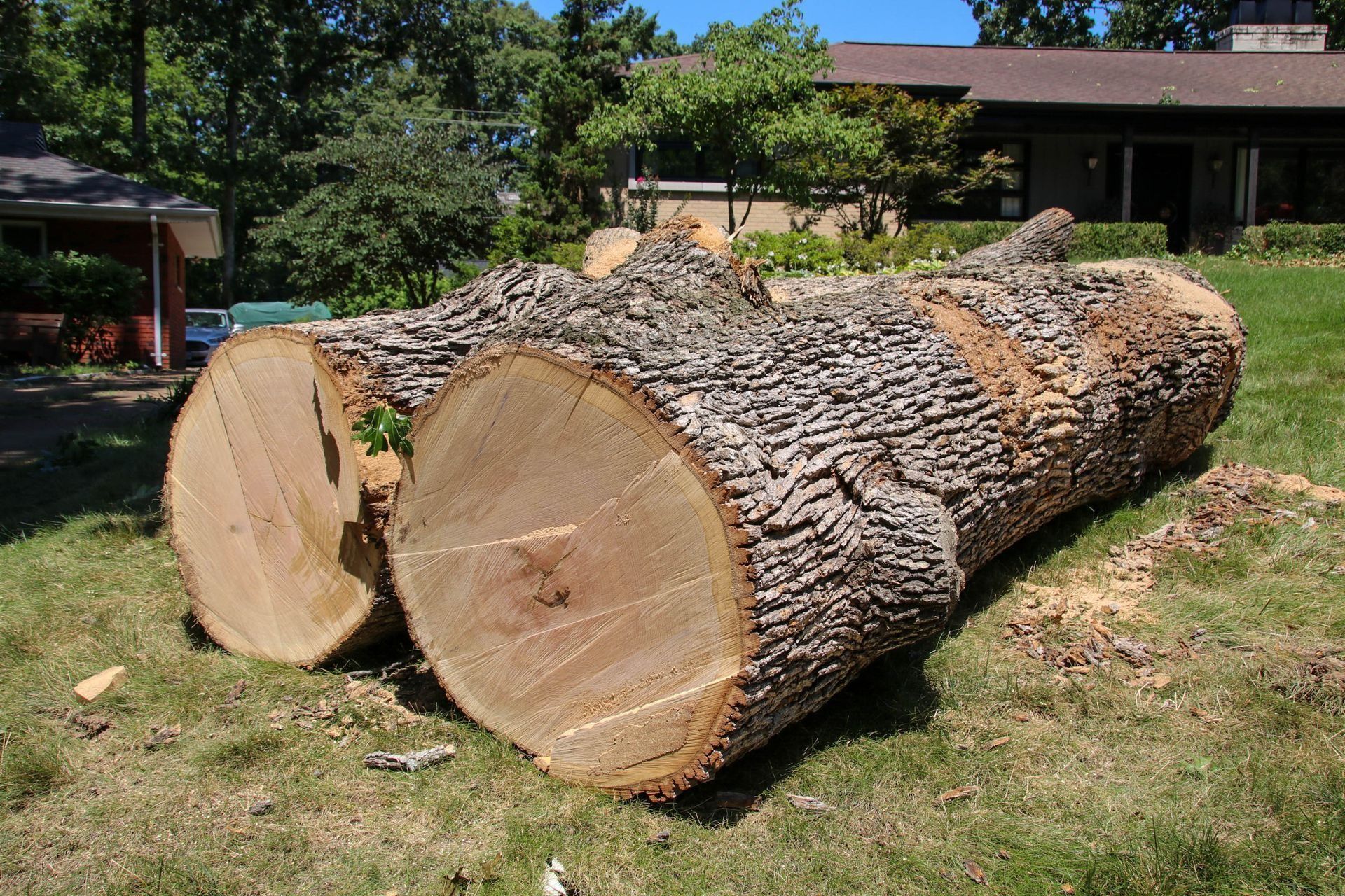 Two large logs cut on a grassy lawn with a house in the background.